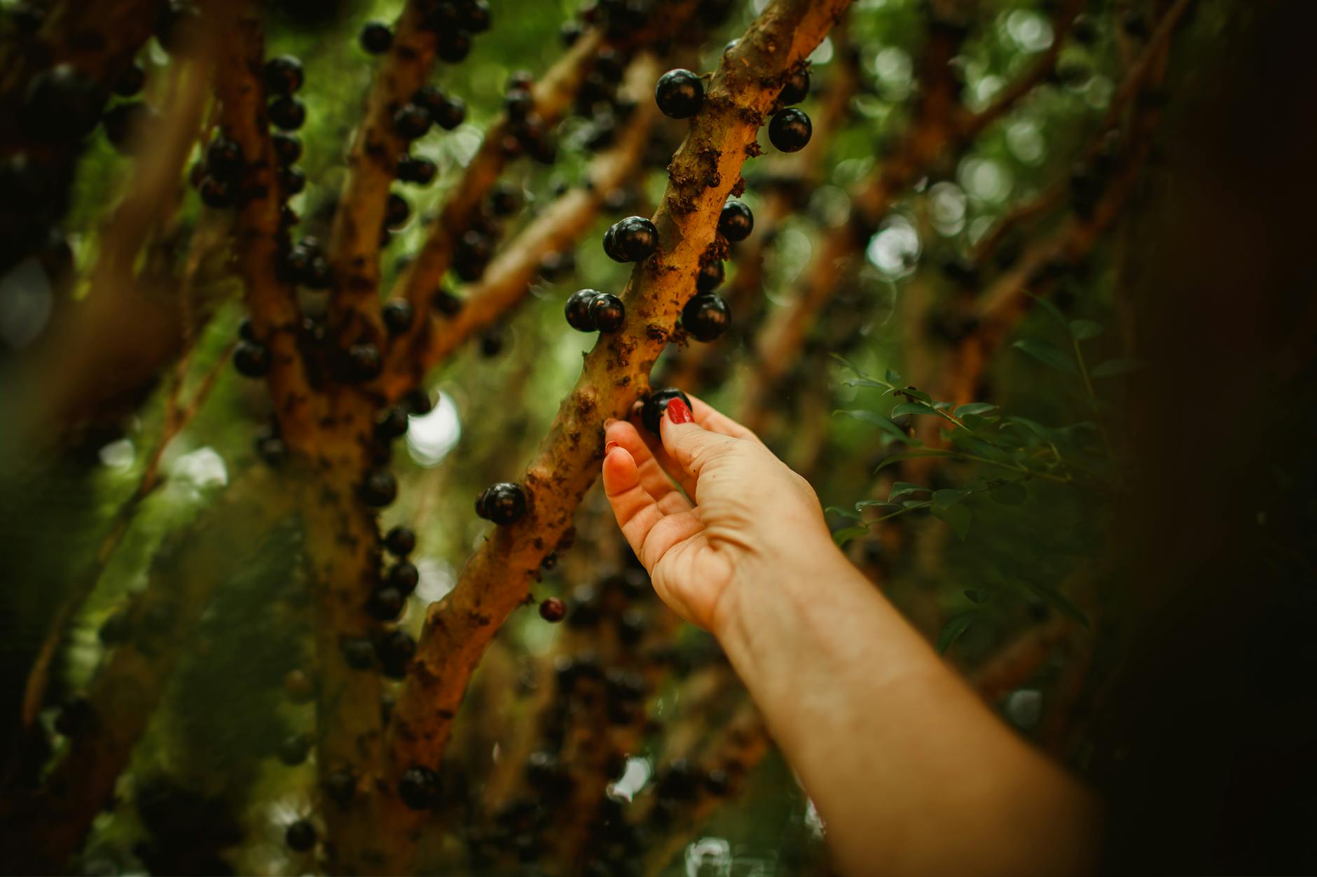 Jabuticaba Fruit On Tree Trunk