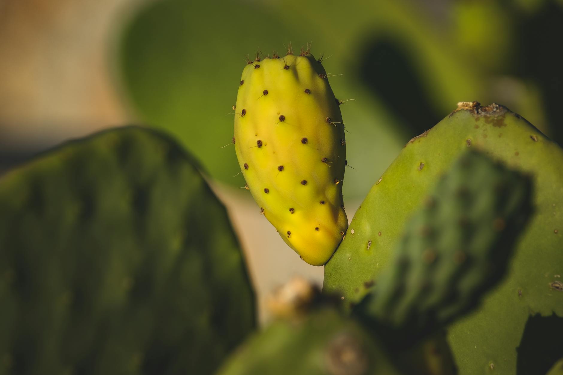 Prickly Pear Cactus With Colorful Flowers In Desert Landscape