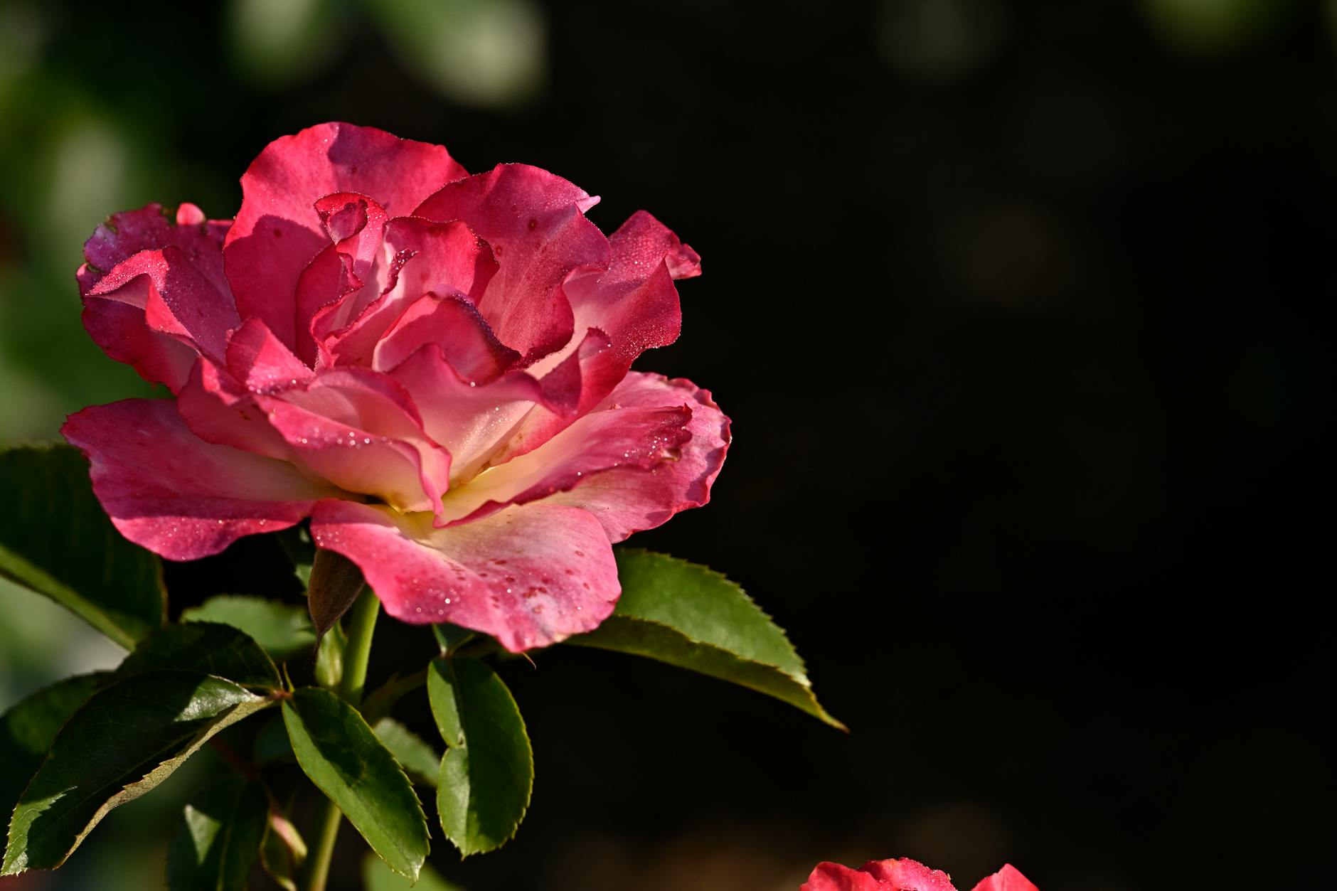 Rose With Intertwined Petals In A Harmonious Garden Setting