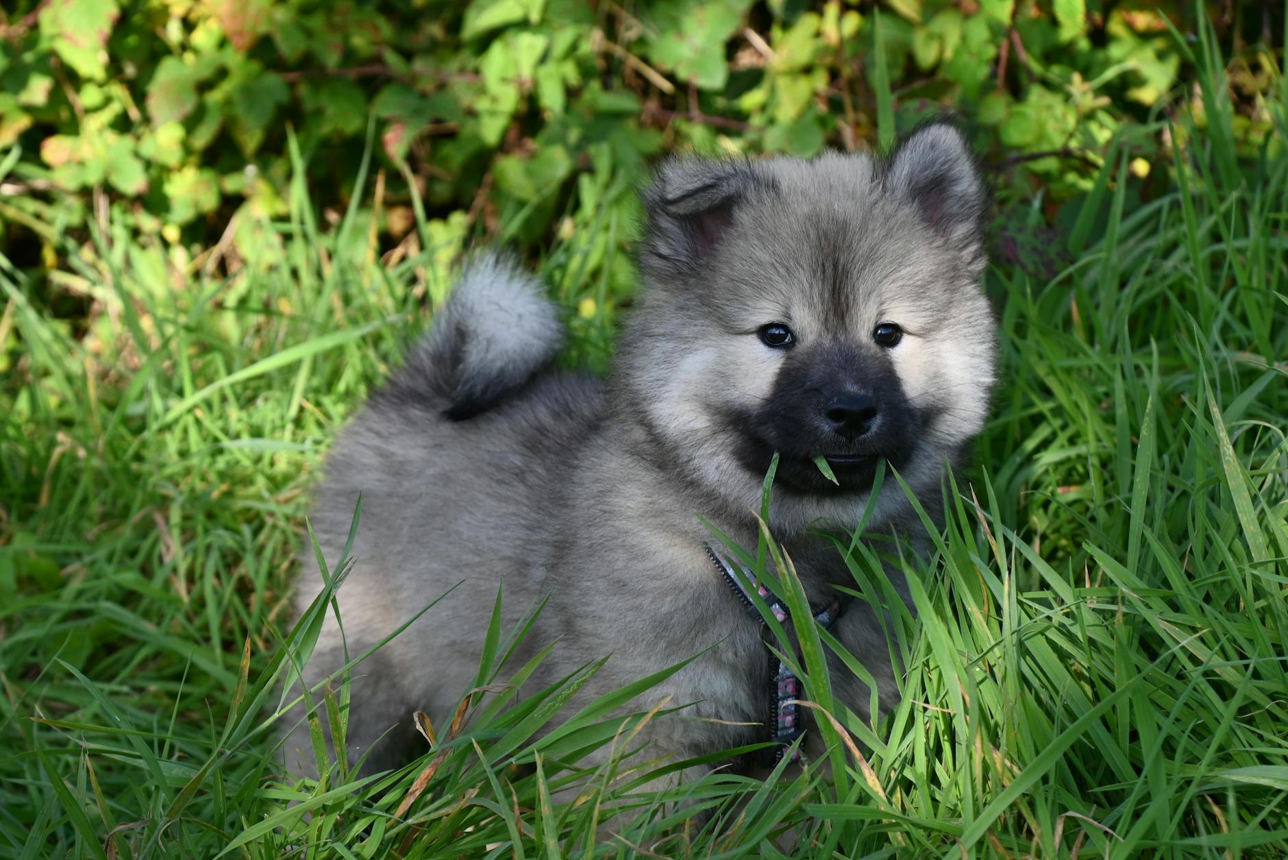 Keeshond Dog