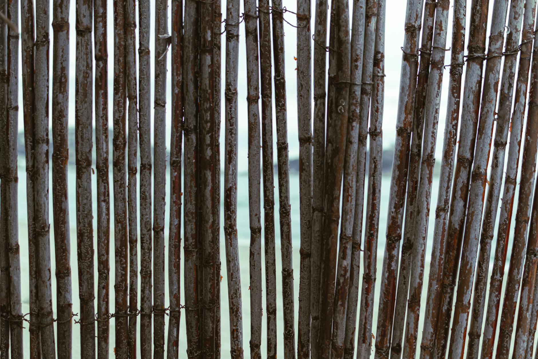 bamboo Privacy screen