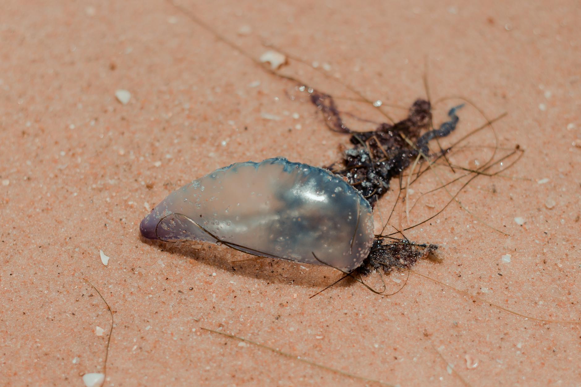 Portuguese Man O War In Ocean Water With Long Tentacles Visible