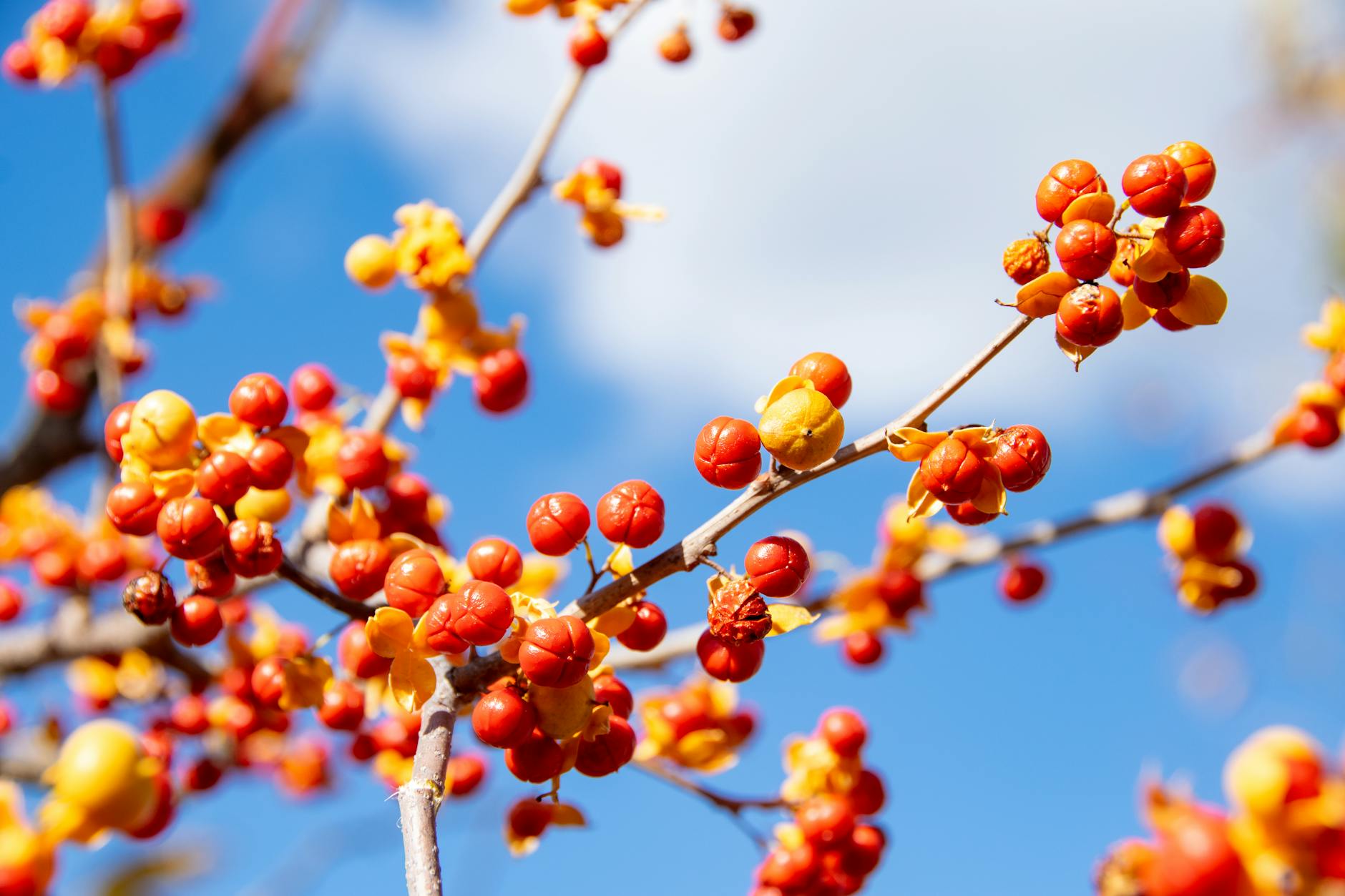 Bittersweet Nightshade Berries And Flowers