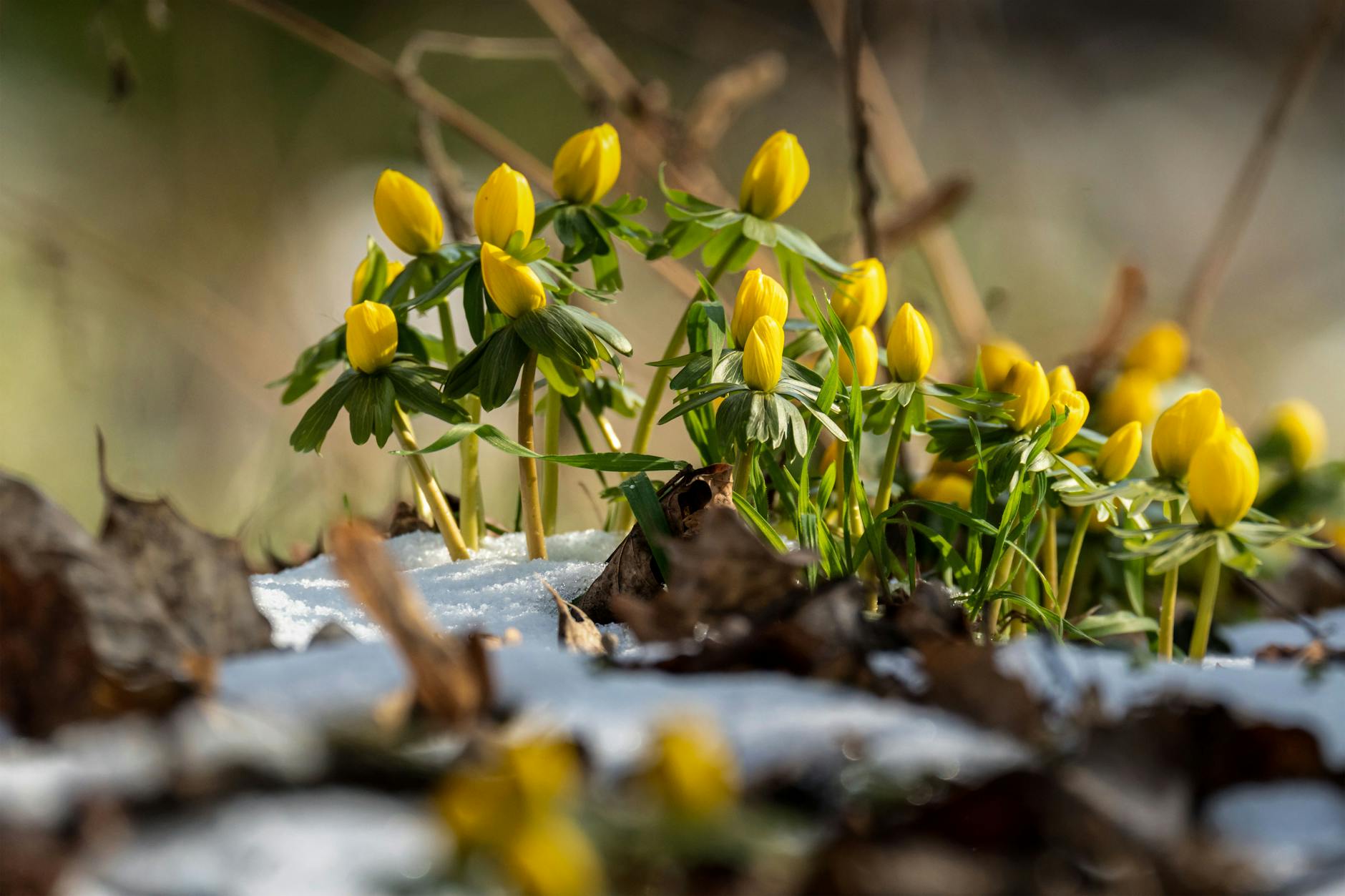 Winter Aconite Flowers In Dappled Shade Under Trees