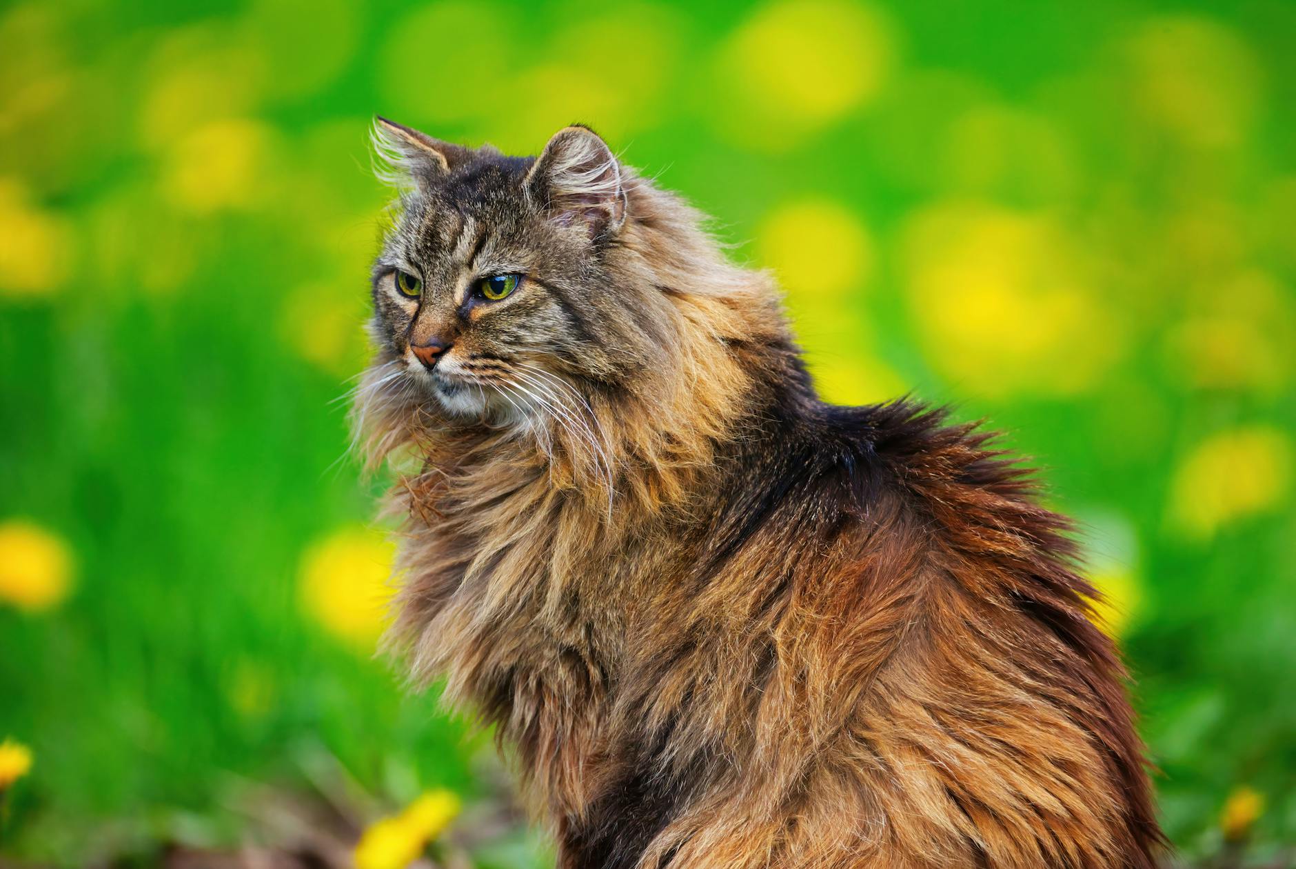 Norwegian Forest Cat With Bushy Tail