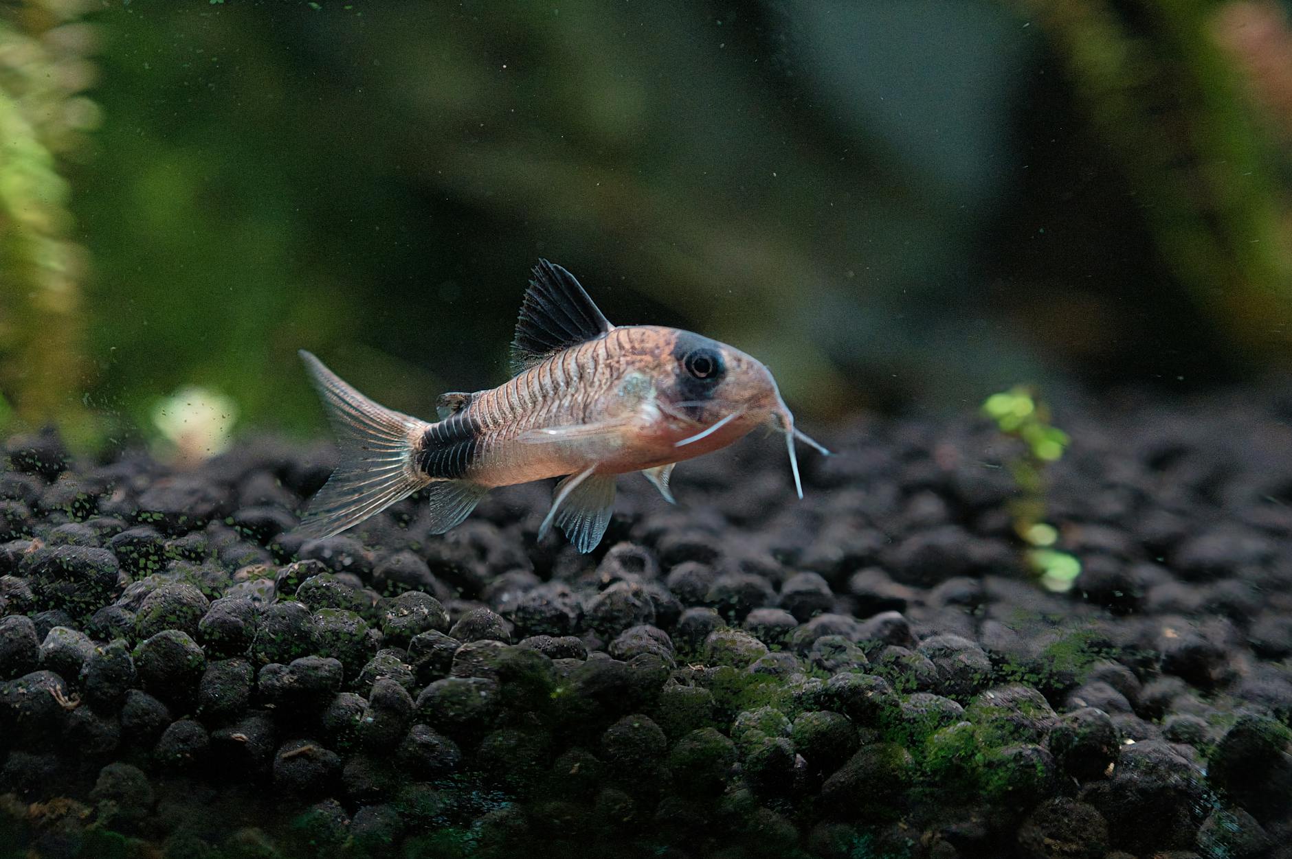 Corydoras Catfish Aquarium Tank Setup