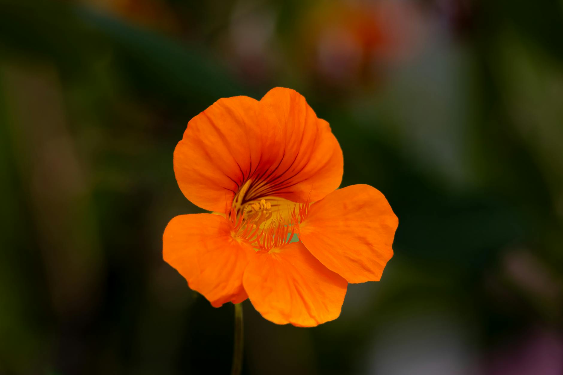 Nasturtium Flowers And Leaves In A Culinary Setting