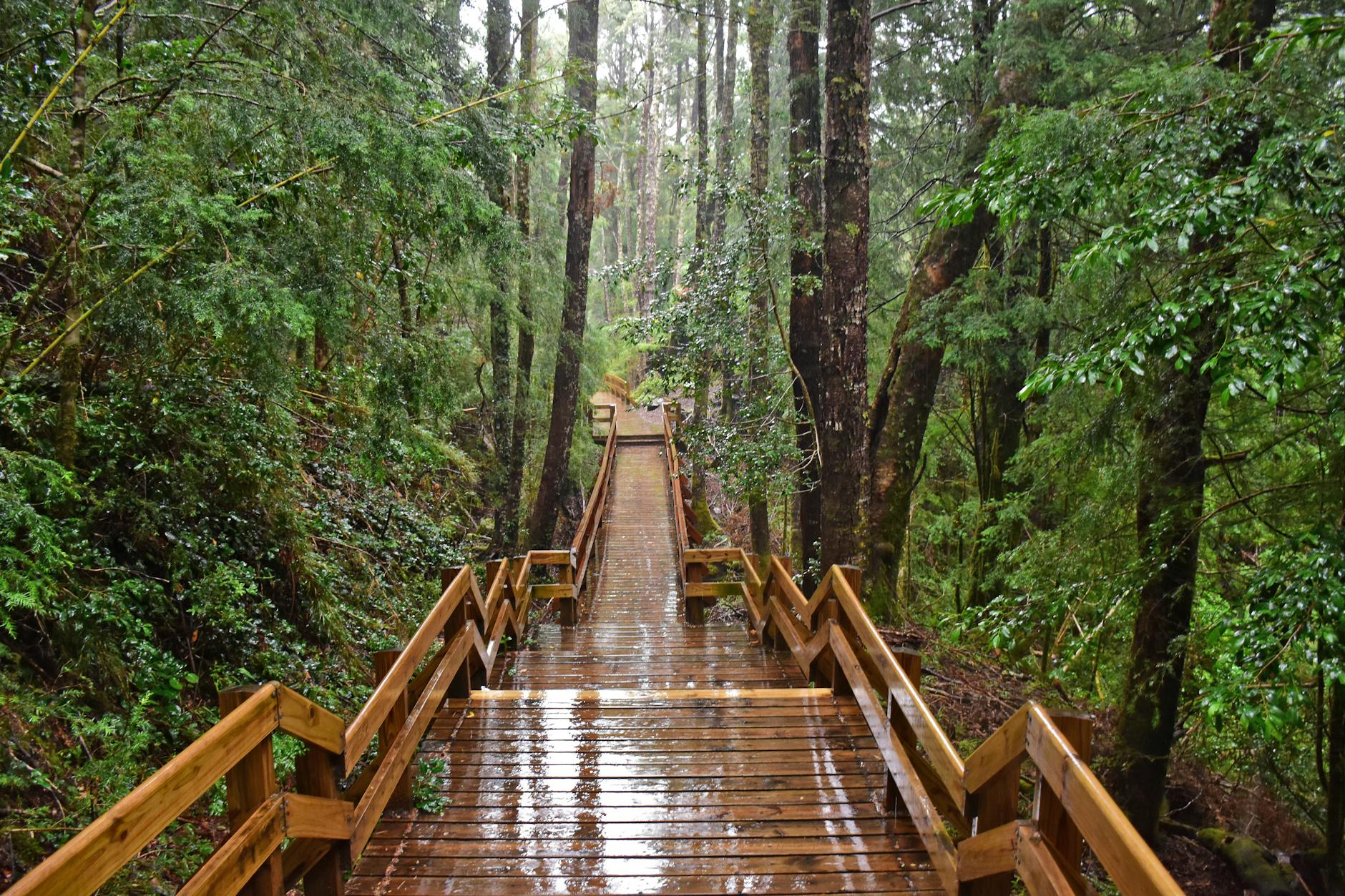 Hiking In The Woods OR Walking In A Park OR People Enjoying Nature