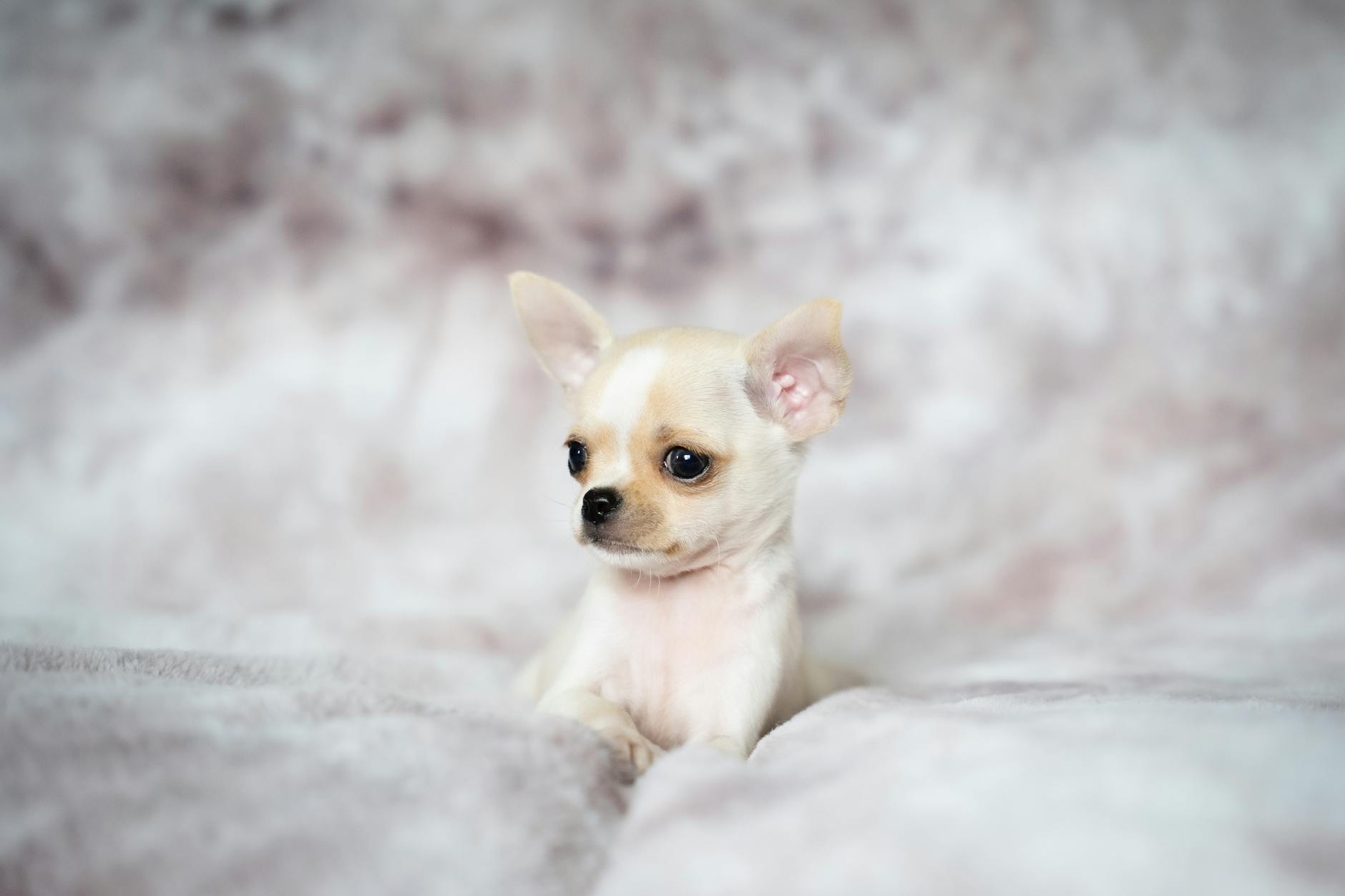 Chihuahua Dog Curled Up In A Lap