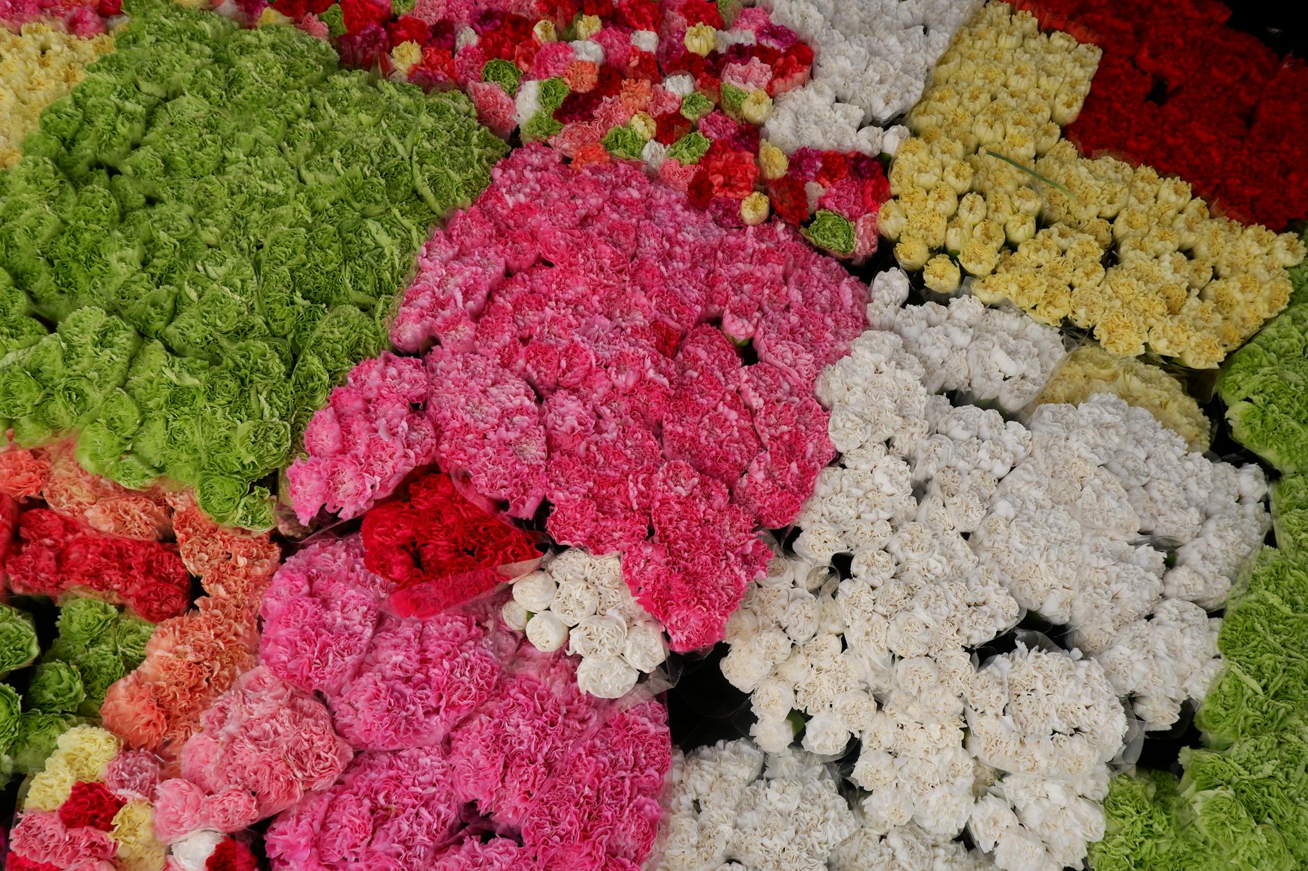 Carnations With Ruffled Texture In A Vibrant Setting