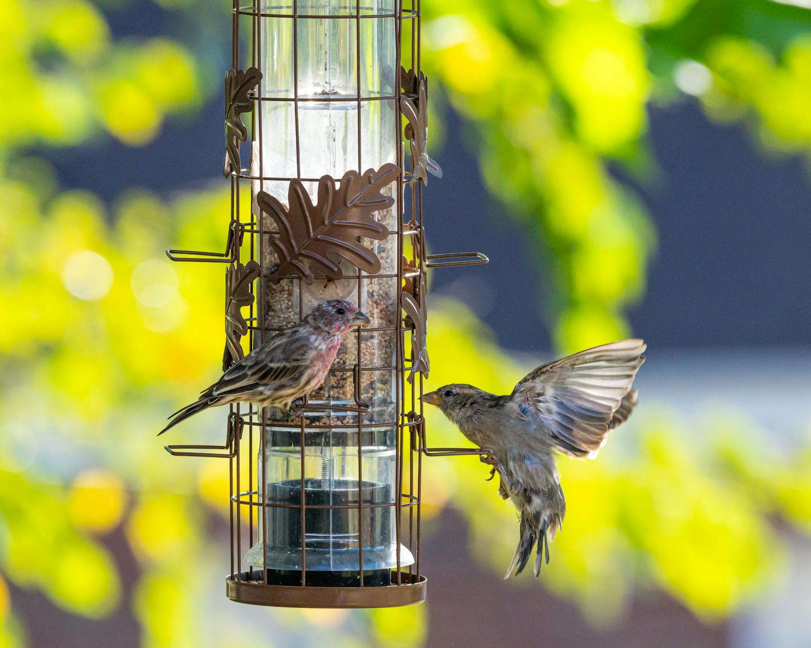 Tube Feeder With Colorful Songbirds Eating