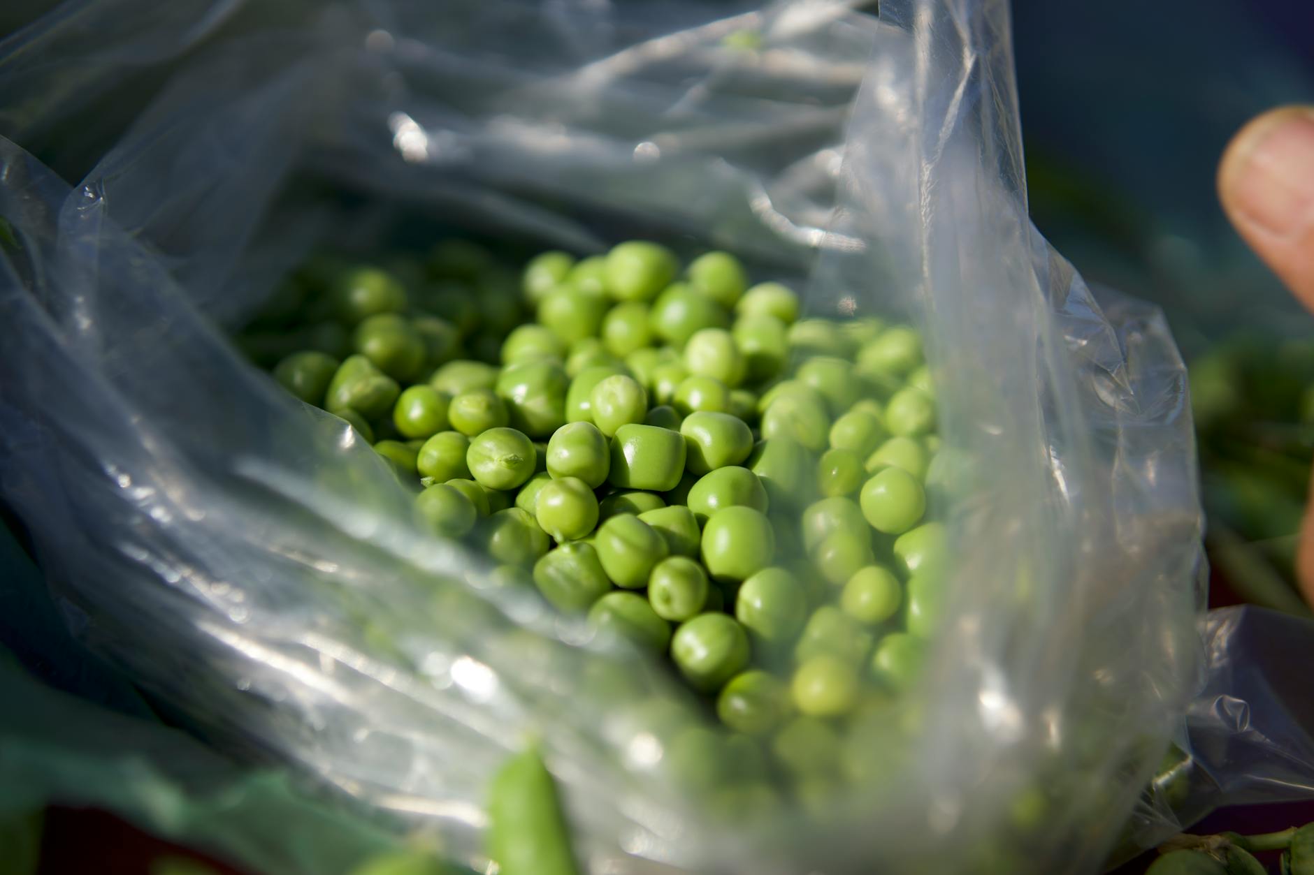 Canned Peas