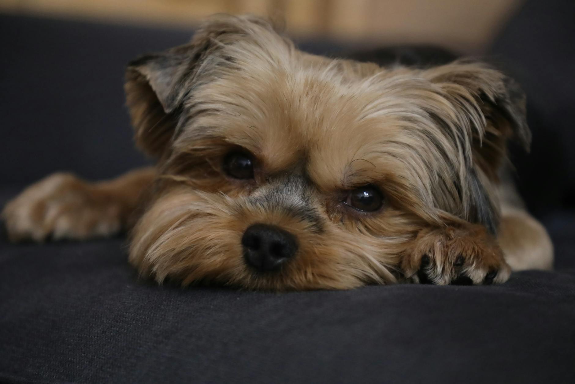 Yorkshire Terrier Family Dog Loyalty