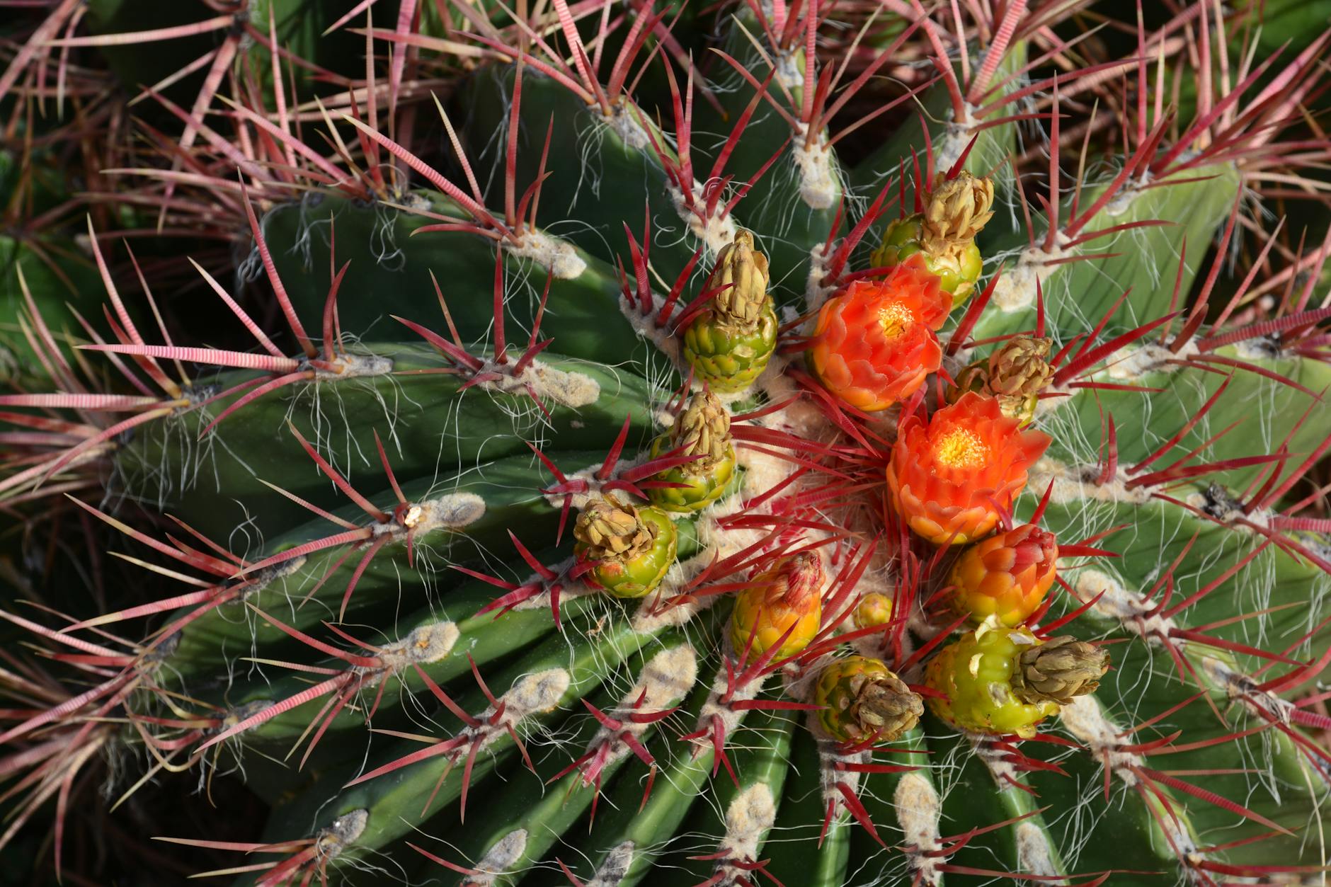 Barrel Cactus With Bright Yellow, Orange, Or Red Flowers