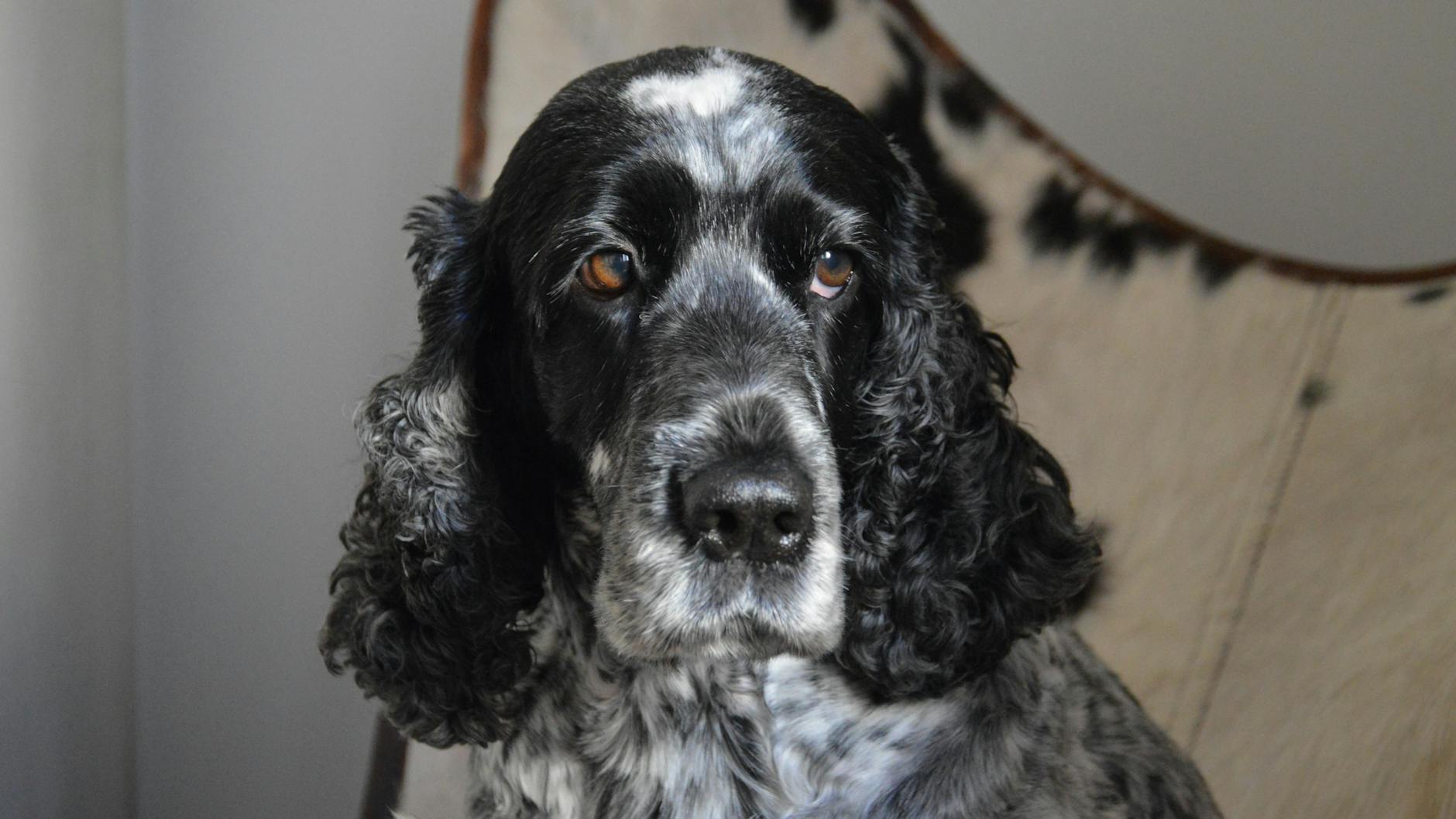 Cocker Spaniel Family Dog Portrait