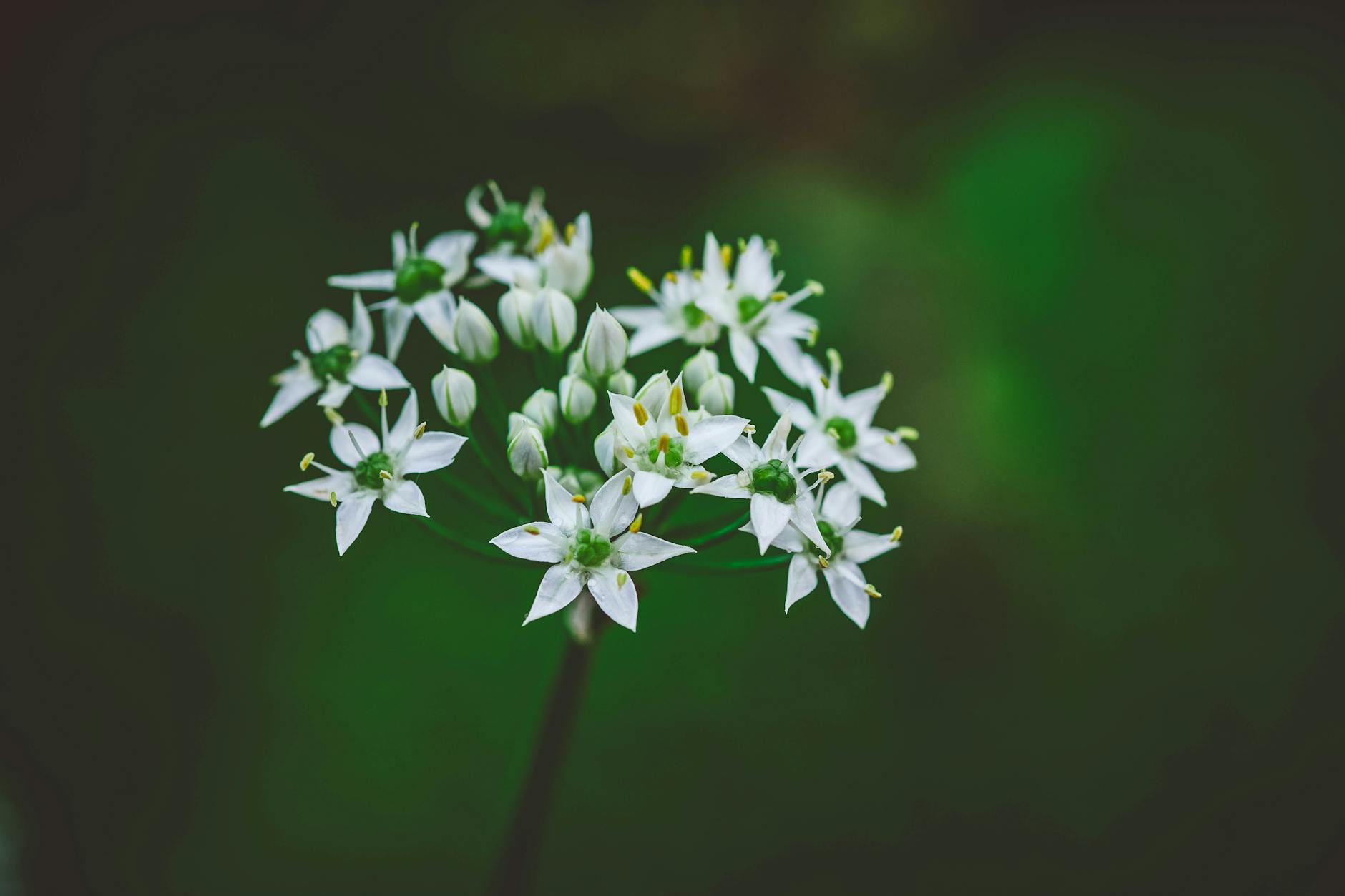 Chickweed Plant With Tiny Star-shaped White Flowers In A Spring Setting