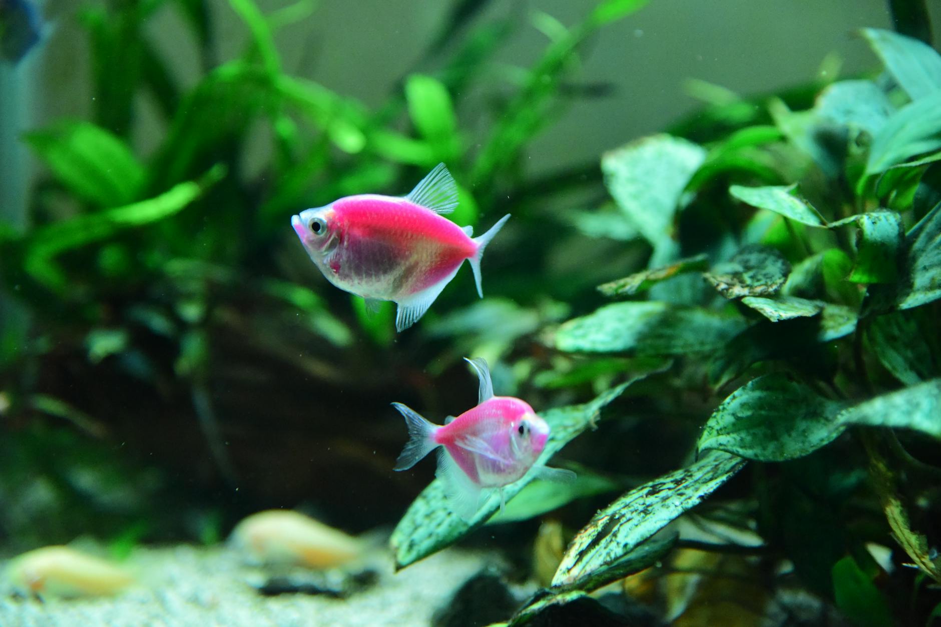 Neon Tetra Aquarium Fish