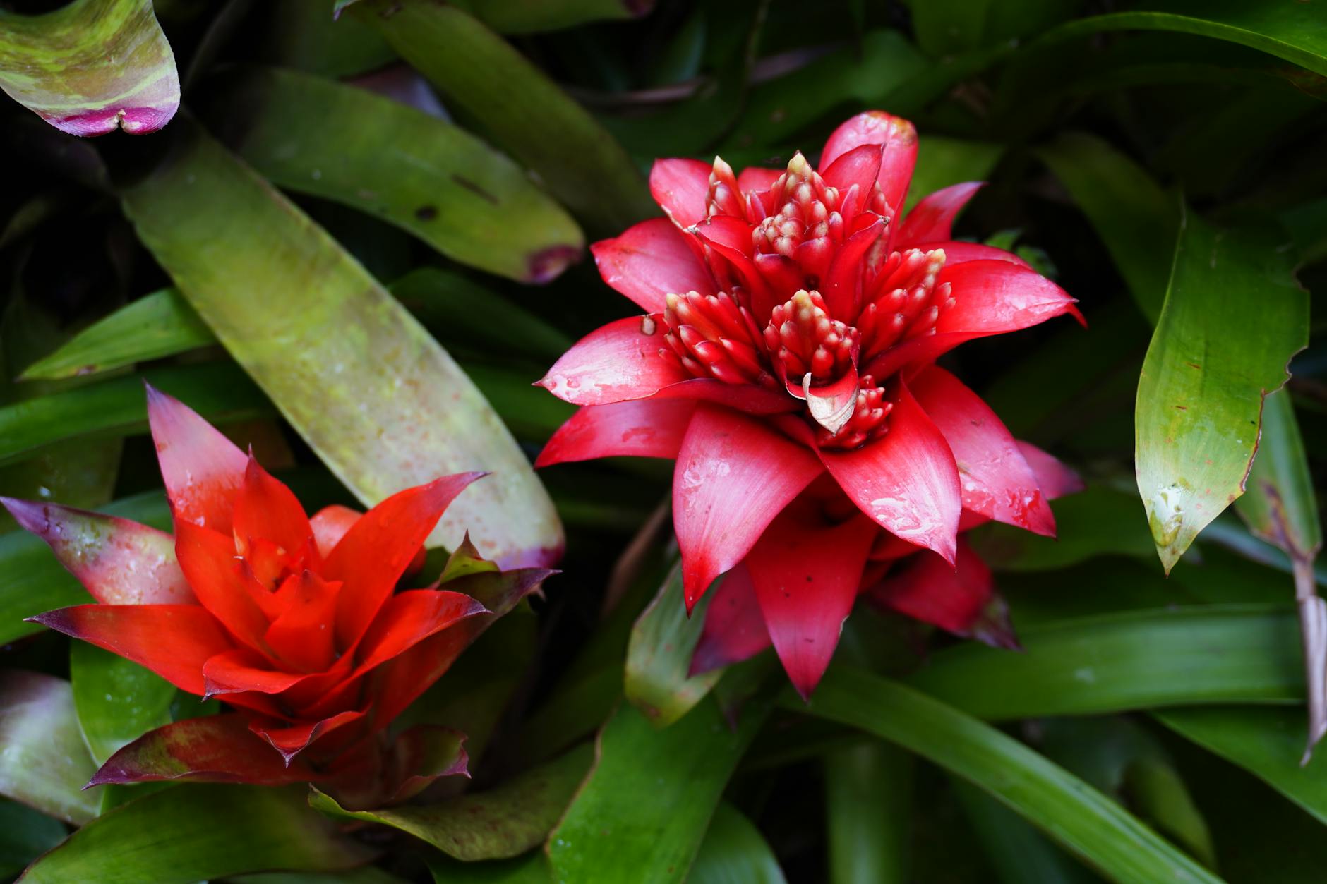 Penang Botanic Gardens