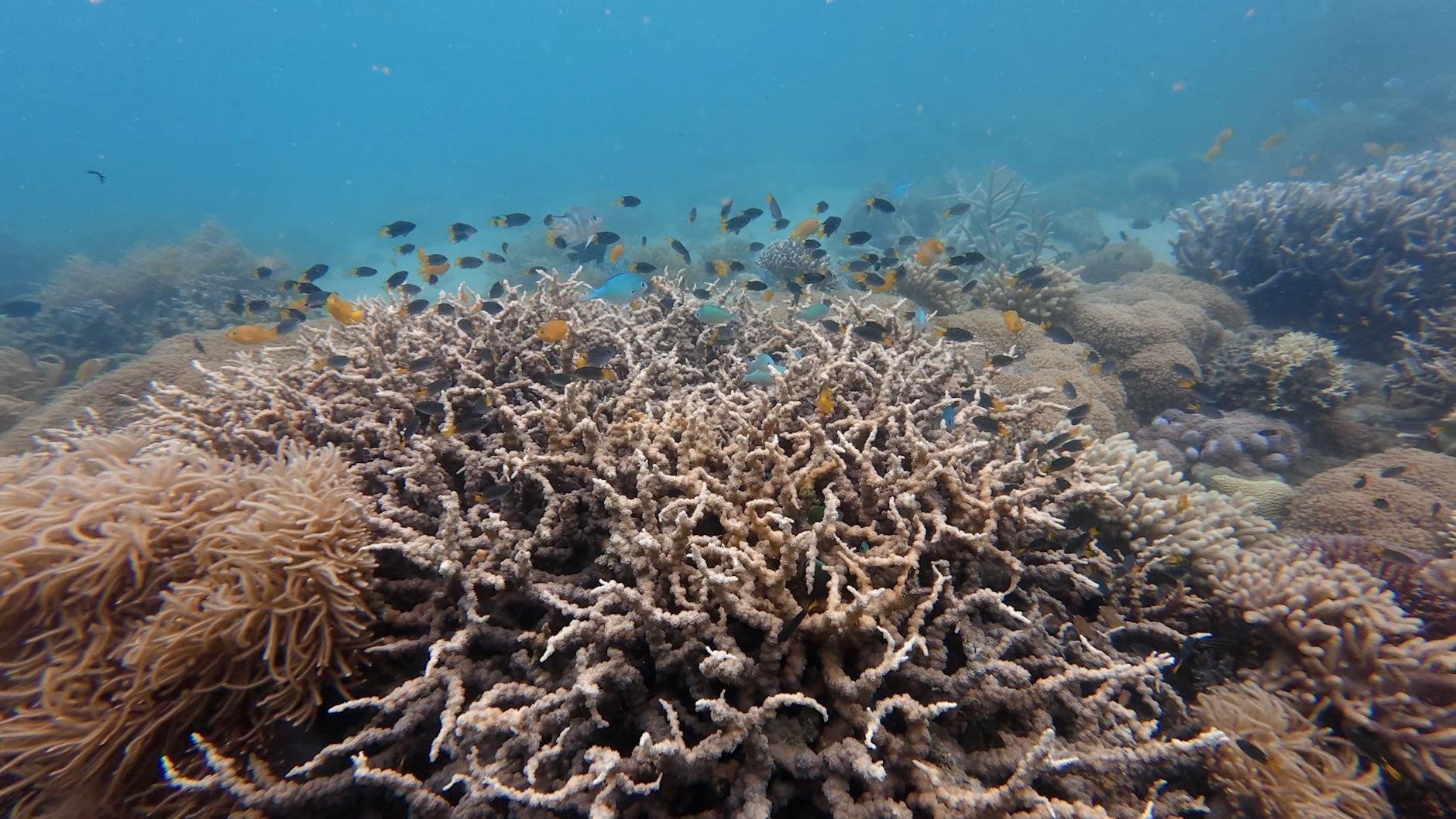 Belize Barrier Reef Snorkeling Coral Reefs With Colorful Corals, Fish, And Turtles