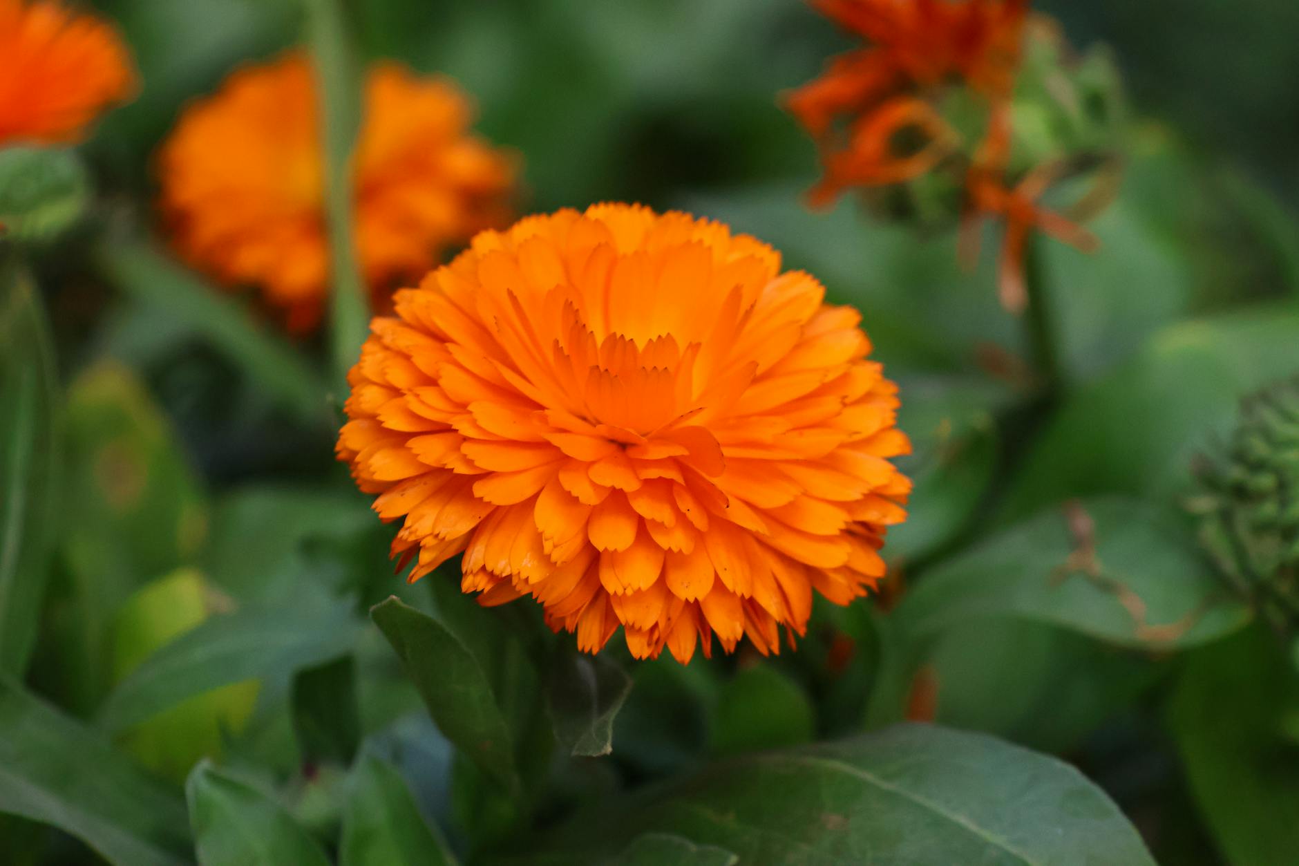 Calendula Flower