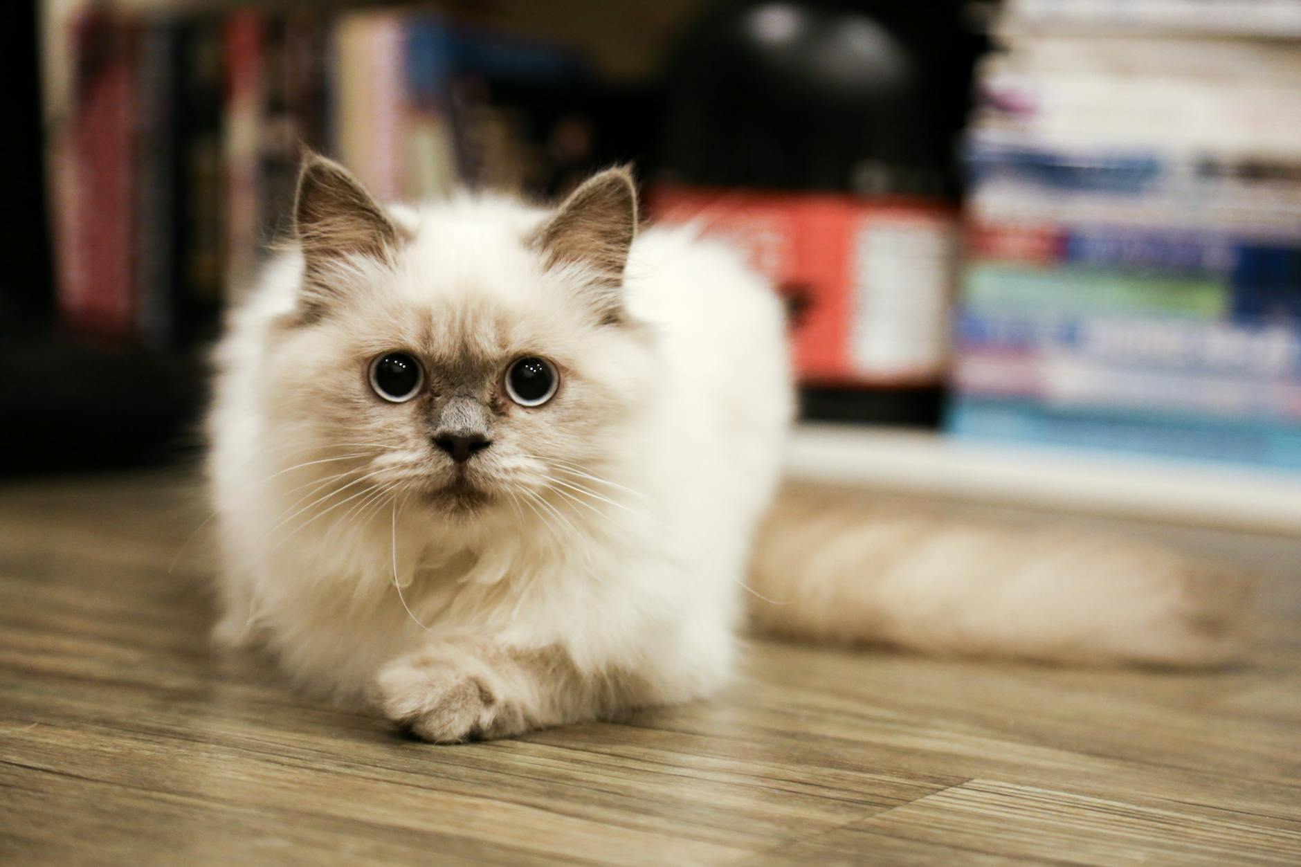 Birman Cat With A Fluffy Tail