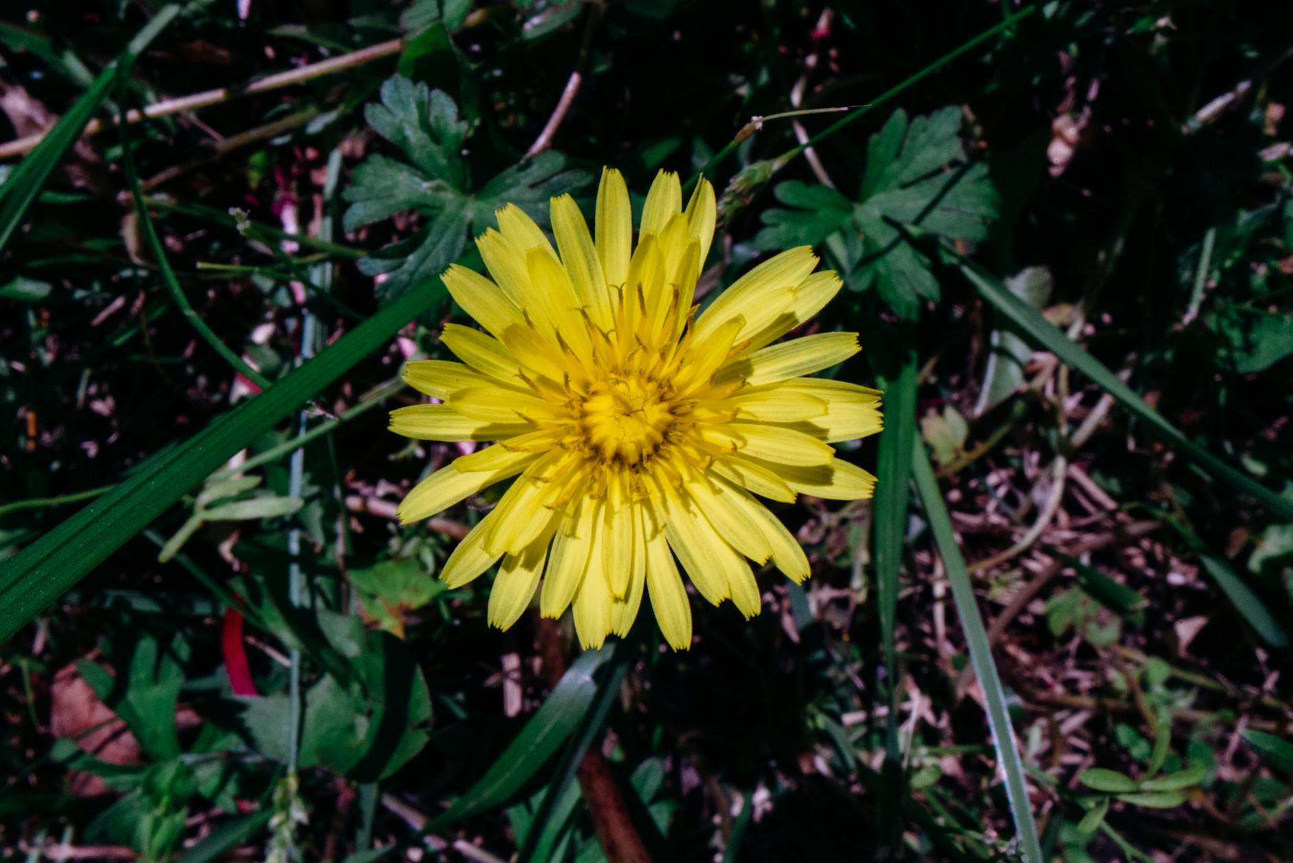 Dandelion