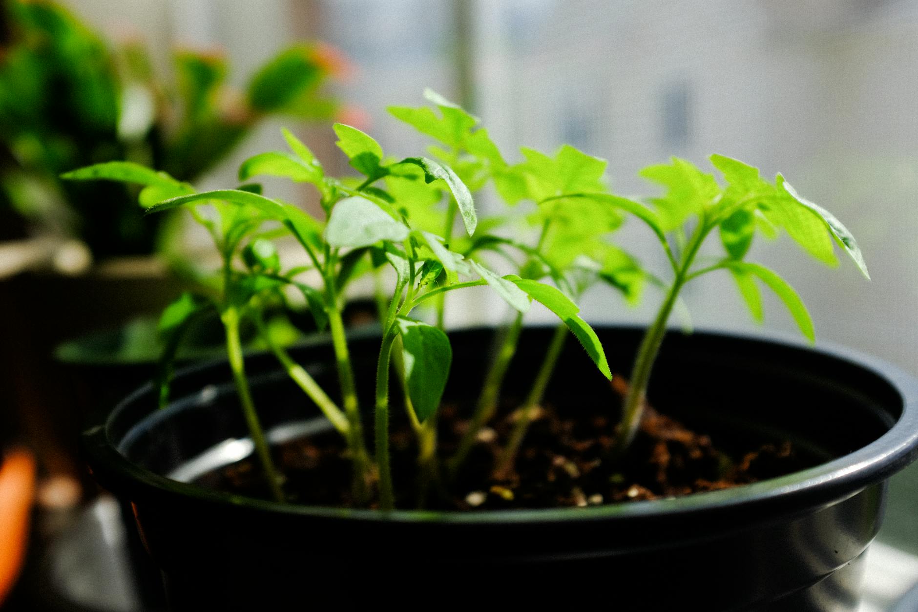 Houseplant With Stunted New Growth Under Bright Sunlight