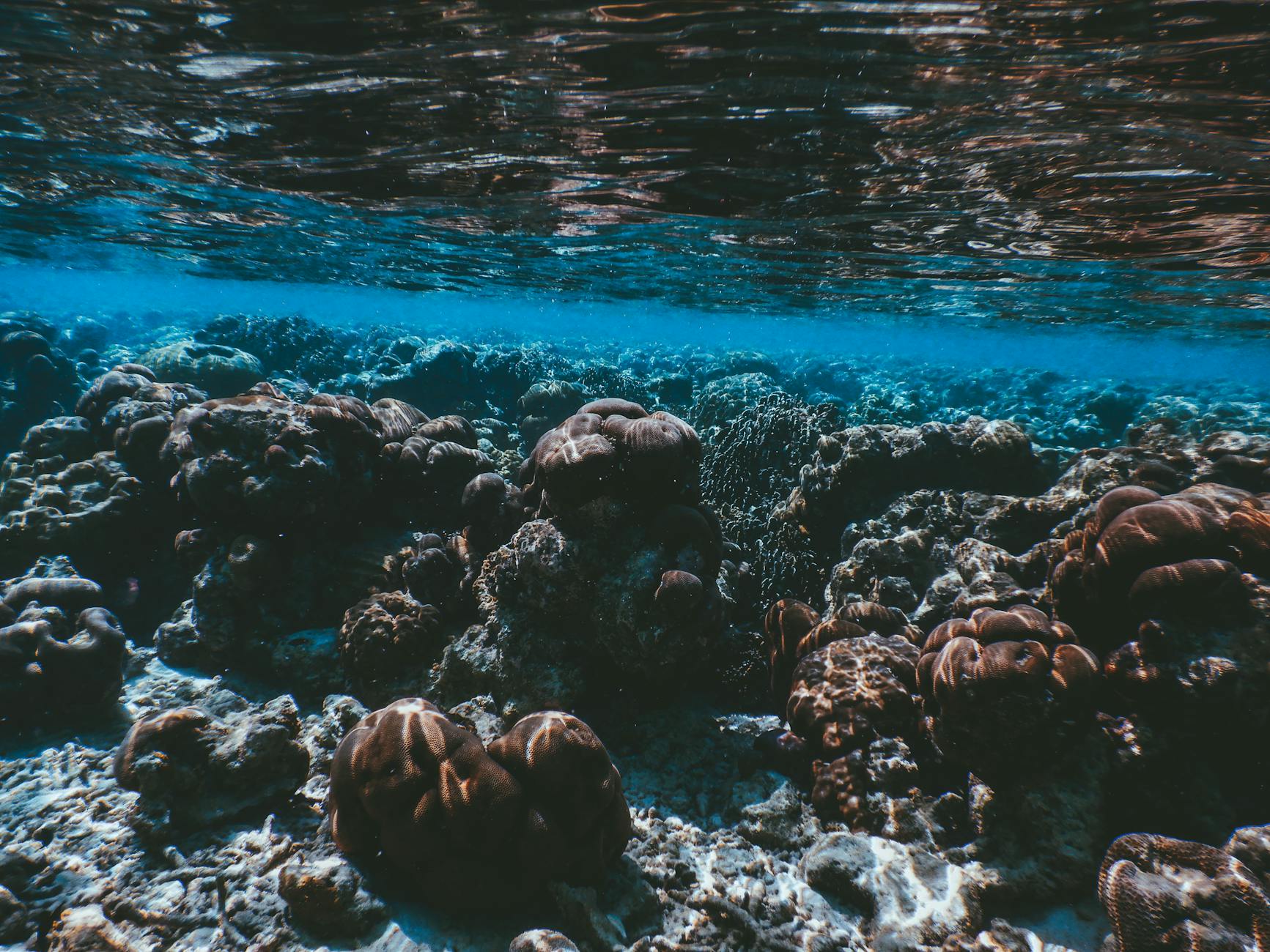 Ningaloo Reef Snorkeling Colorful Coral Gardens