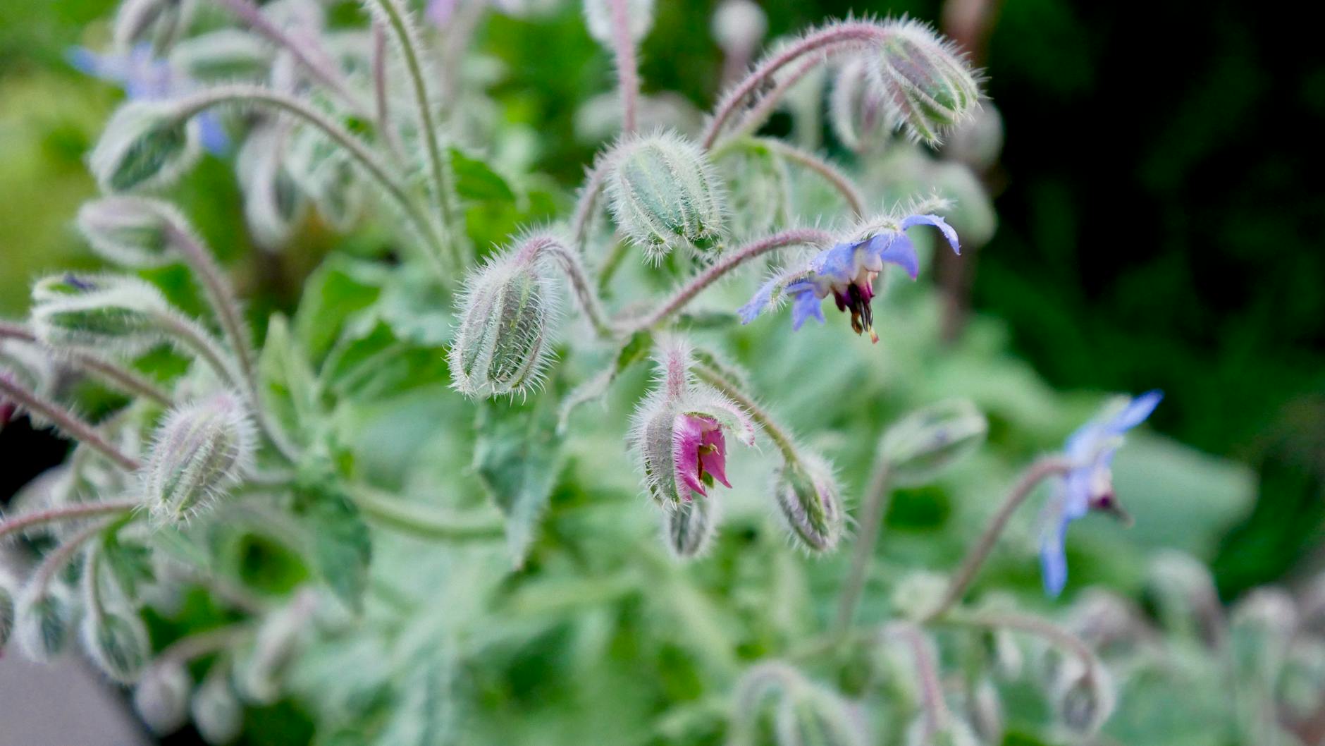 Borage Flower In Summer Drinks And Seafood Dishes