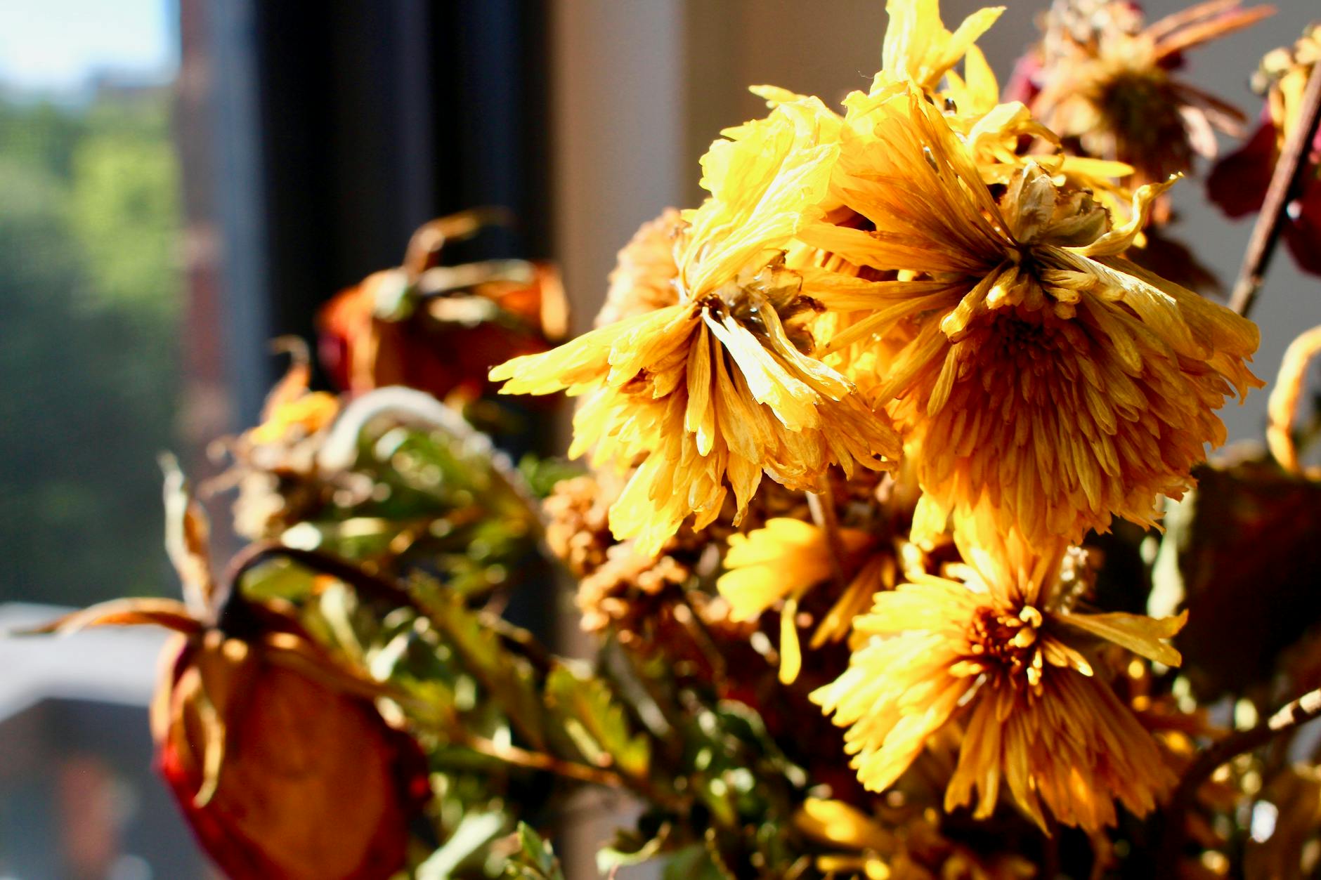 Houseplant Wilting In Bright Sunlight With Dry Soil
