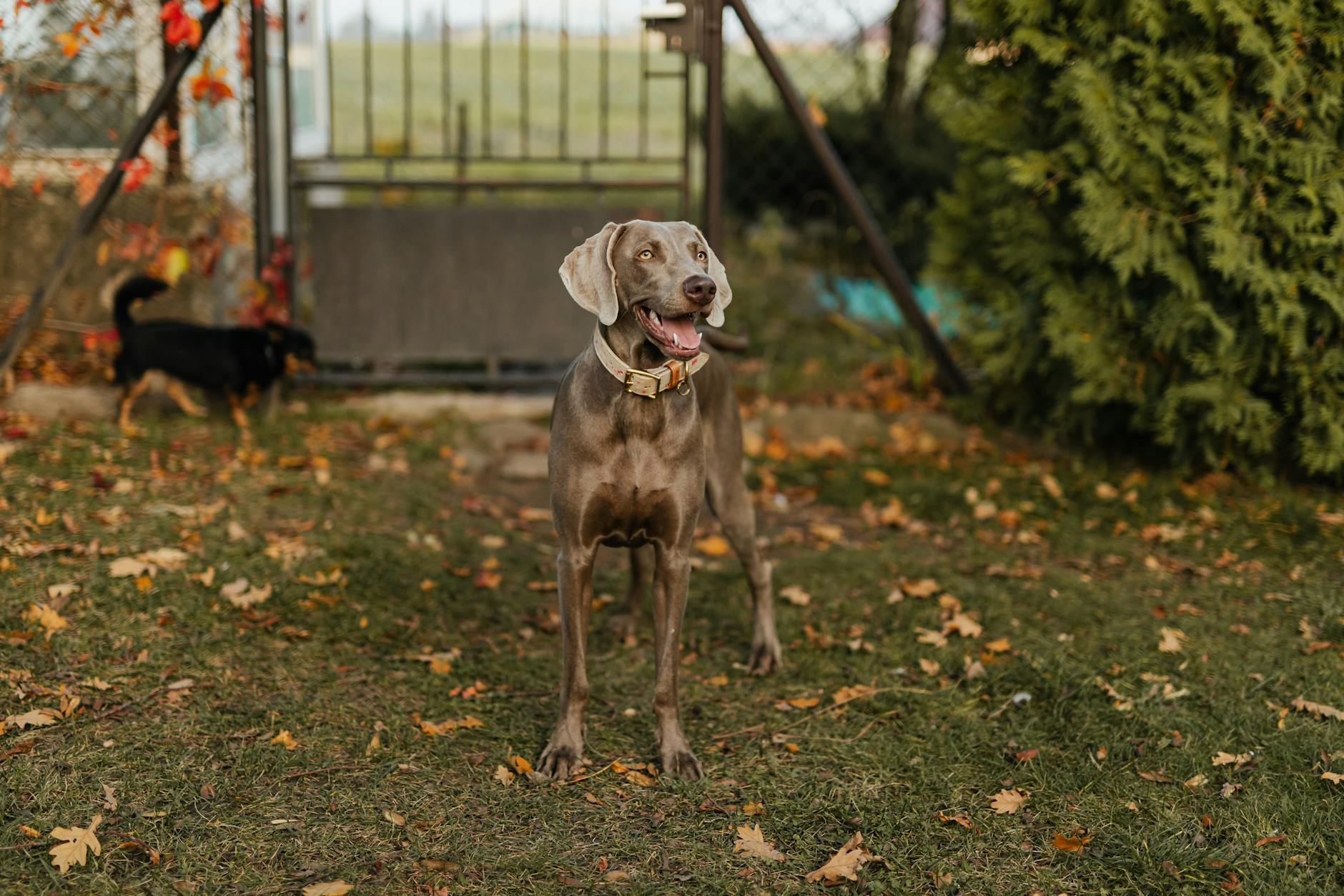 Weimaraner Dog In A Family Setting