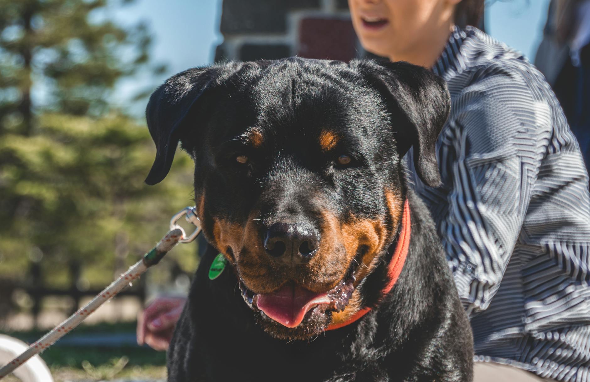 Rottweiler Dog In A Family Setting
