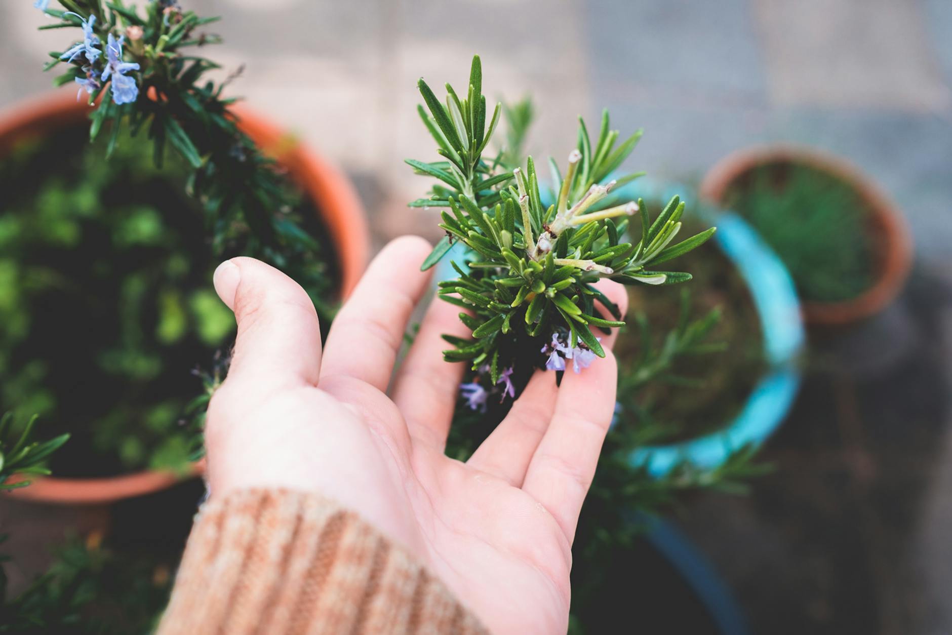 Rosemary Plant In A Garden Setting