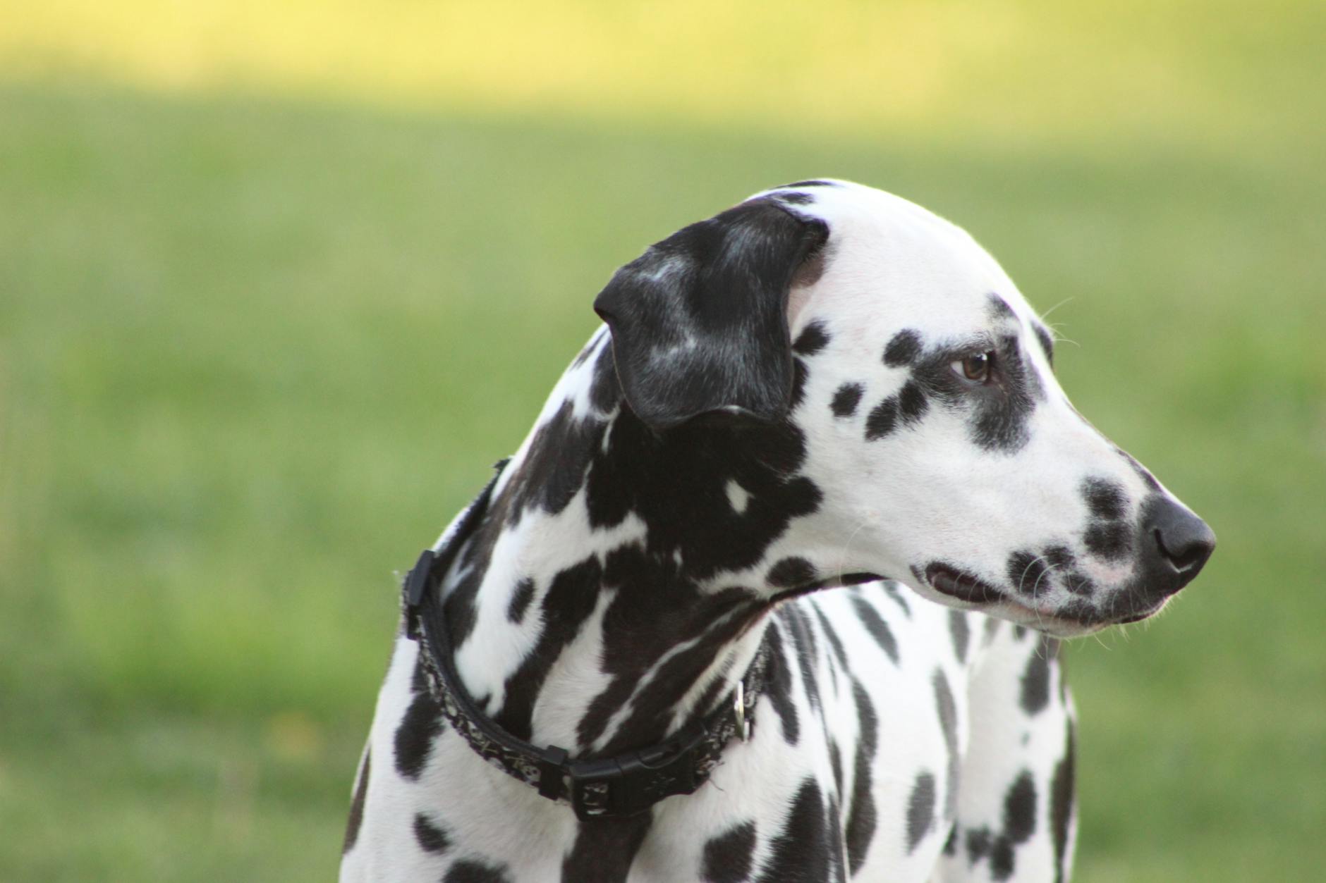 Dalmatian Dog With Black Spots On White Coat