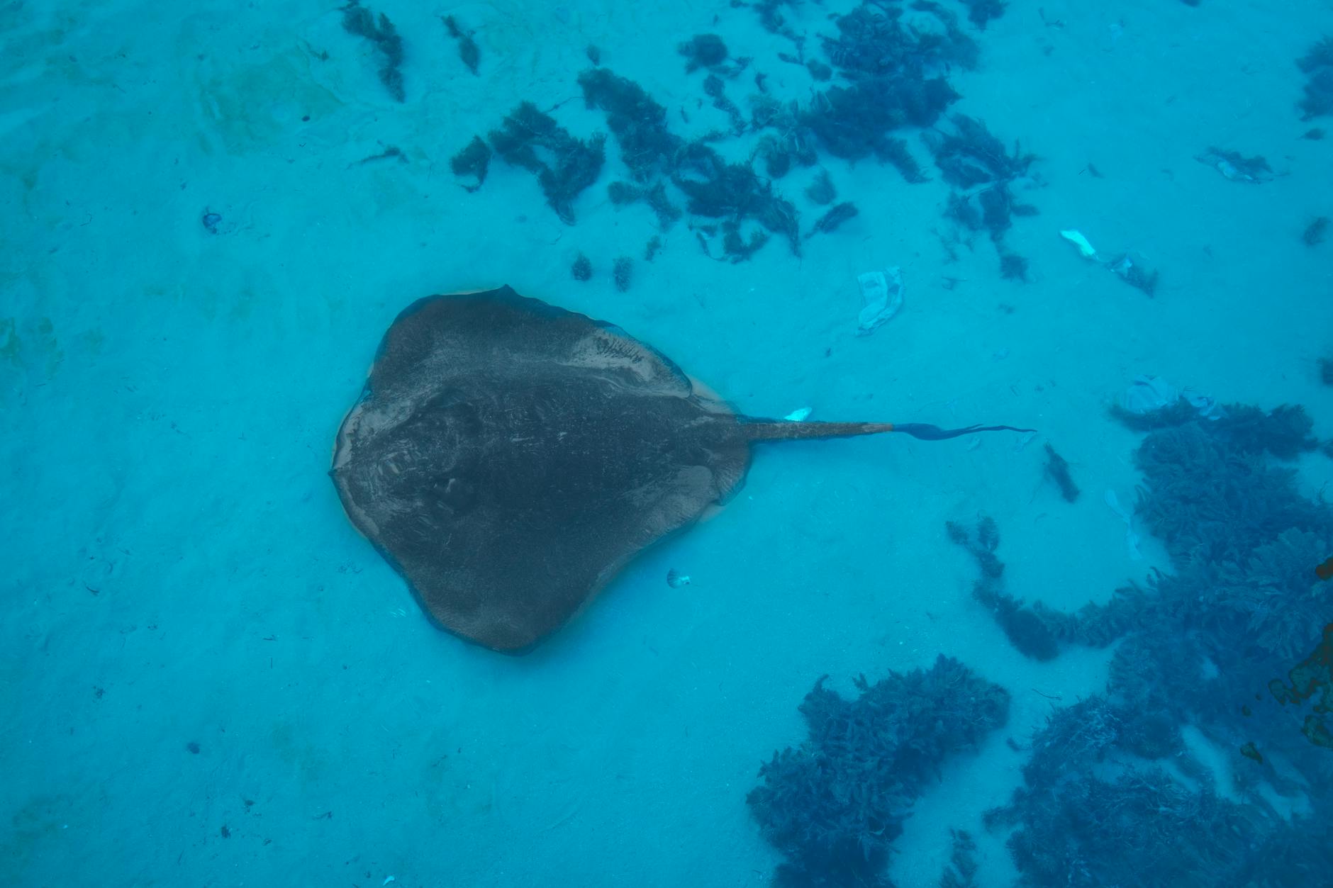 Southern Stingray In Shallow Waters, Buried In Sand