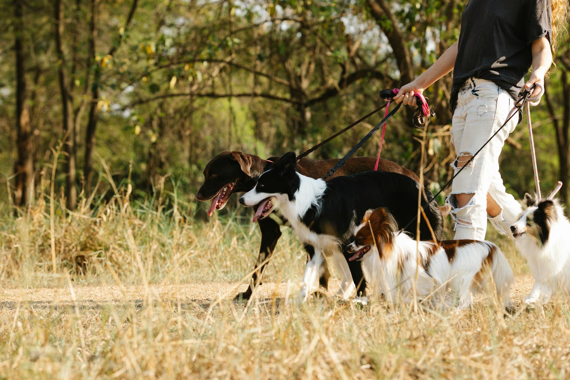 Walking Dogs In A Park With Happy People And Their Pets