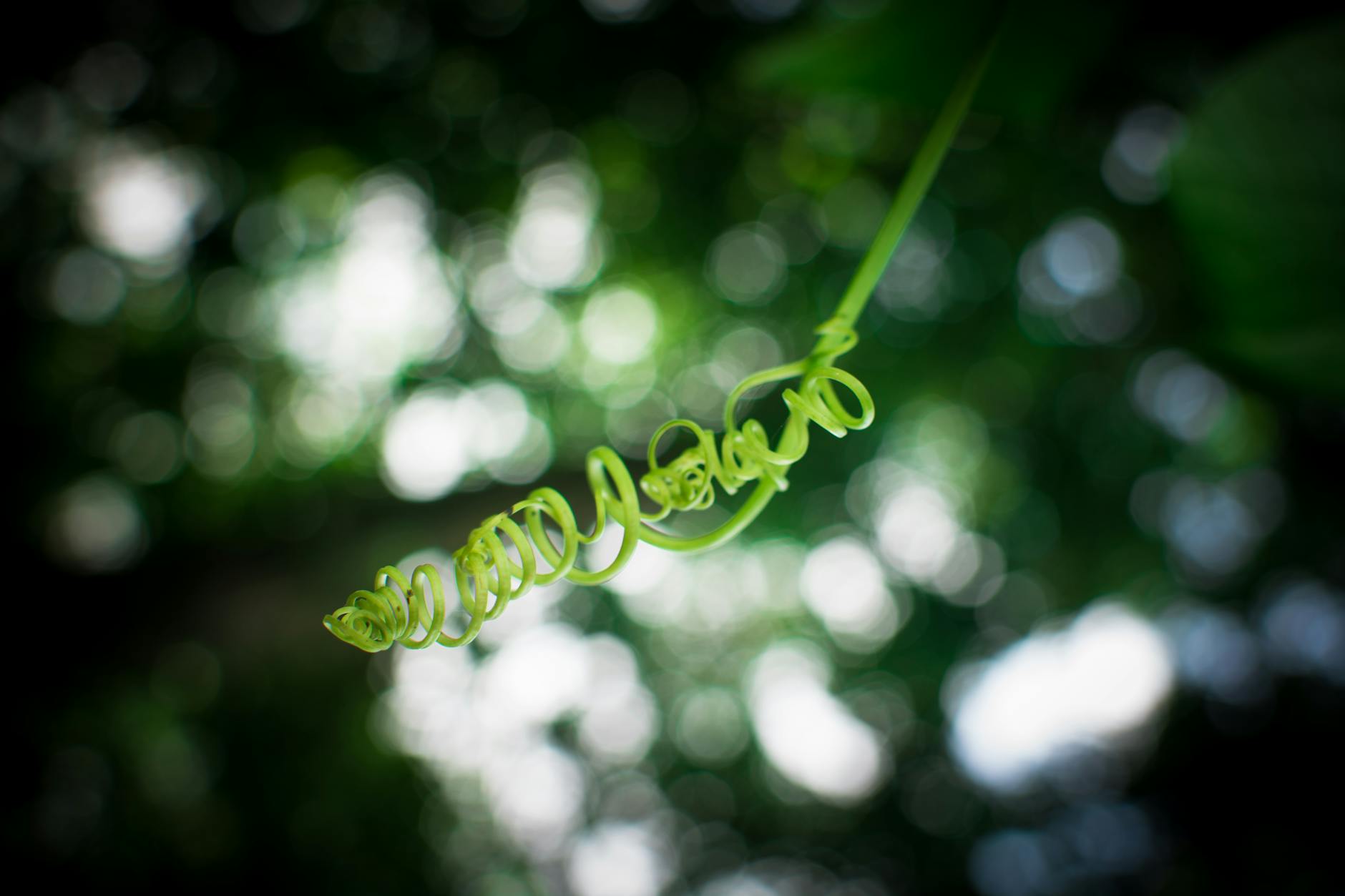 Leaf Curling Houseplant In Bright Sunlight