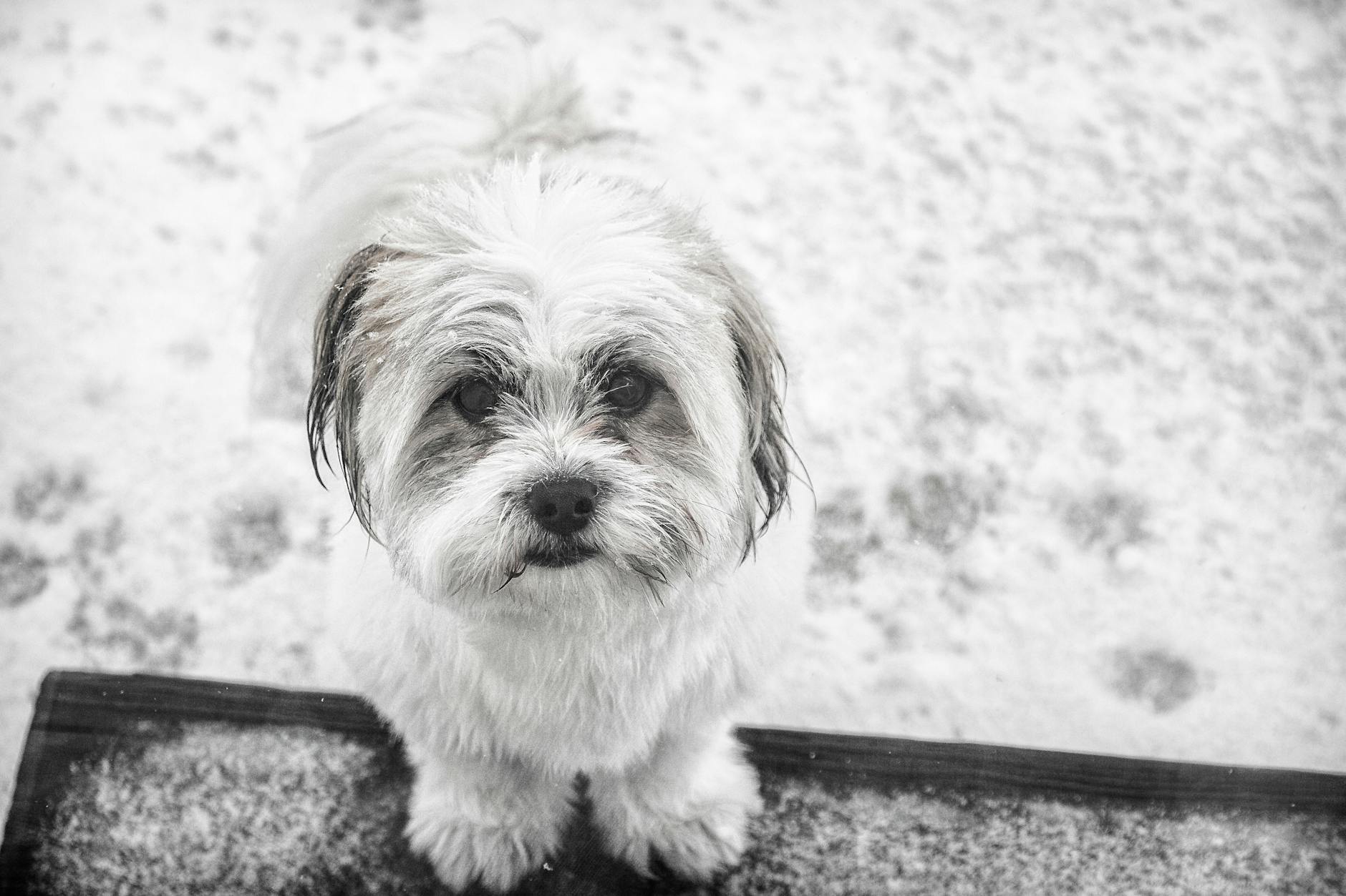 Havanese Dog In A Home Environment, Following Family Members Around