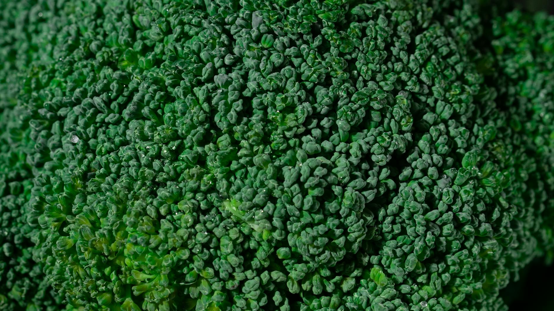 Broccoli