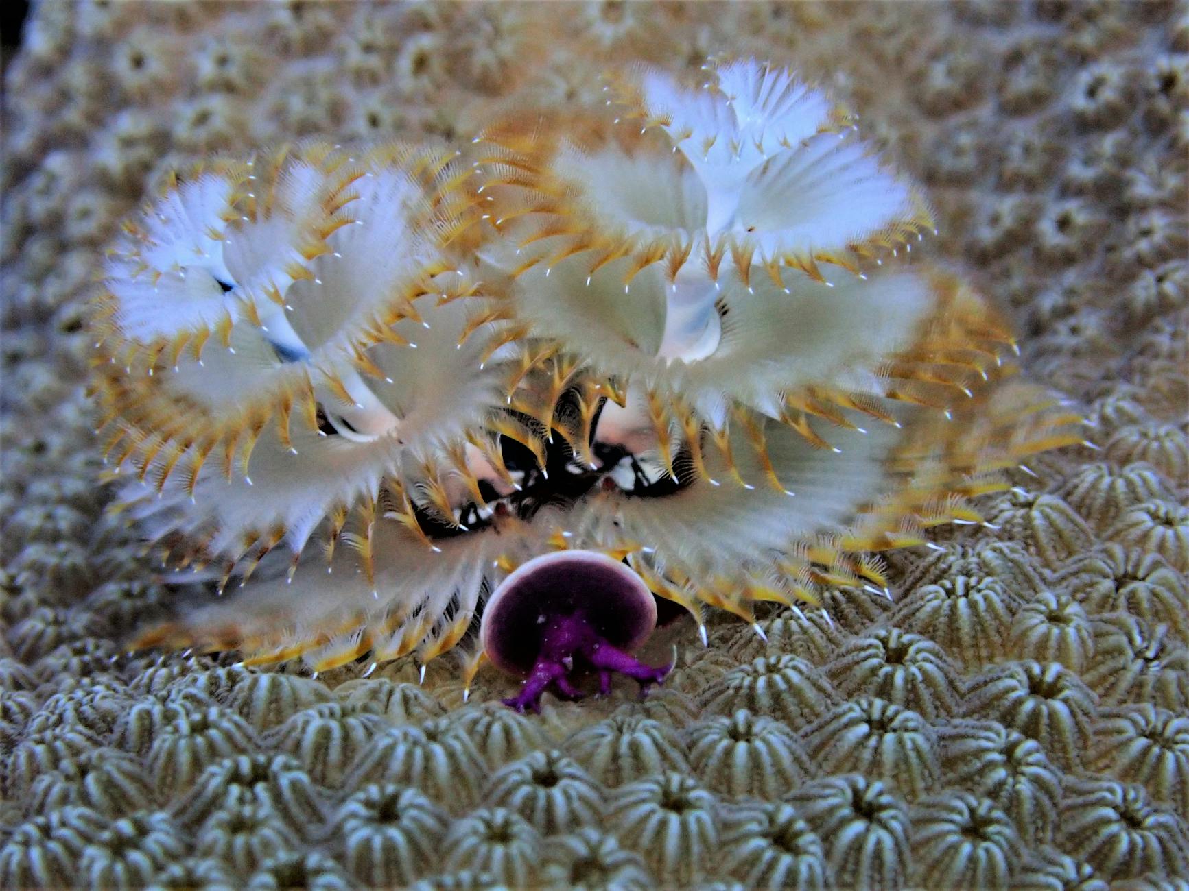 Bonaire National Marine Park Snorkeling Coral Reefs