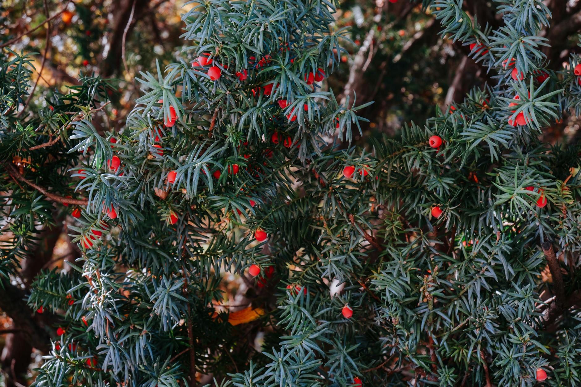 Yew Berries On A Shrub With Visible Dark Seeds, In A Residential Landscaping Setting