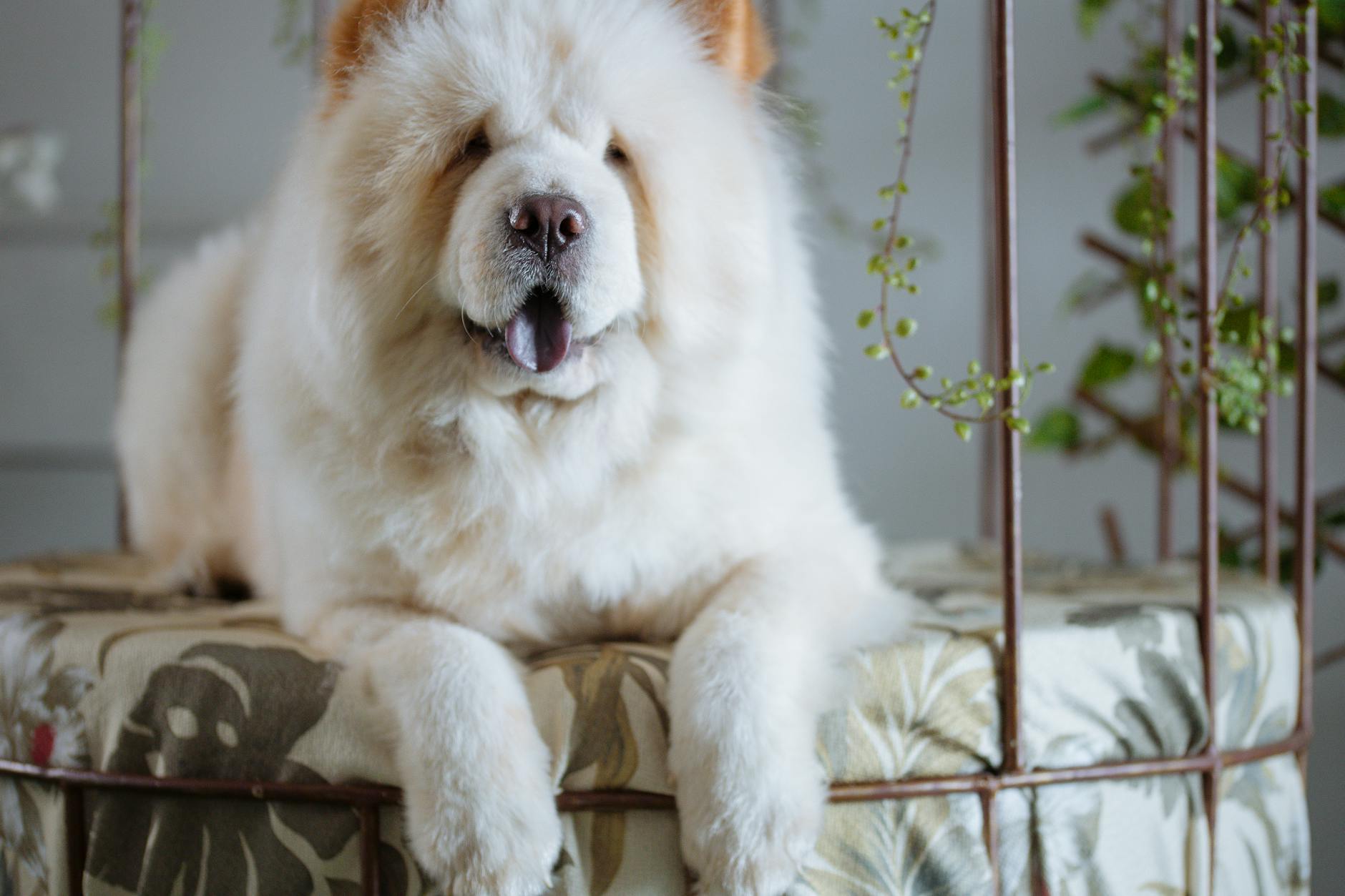 Chow Chow Dog Breed