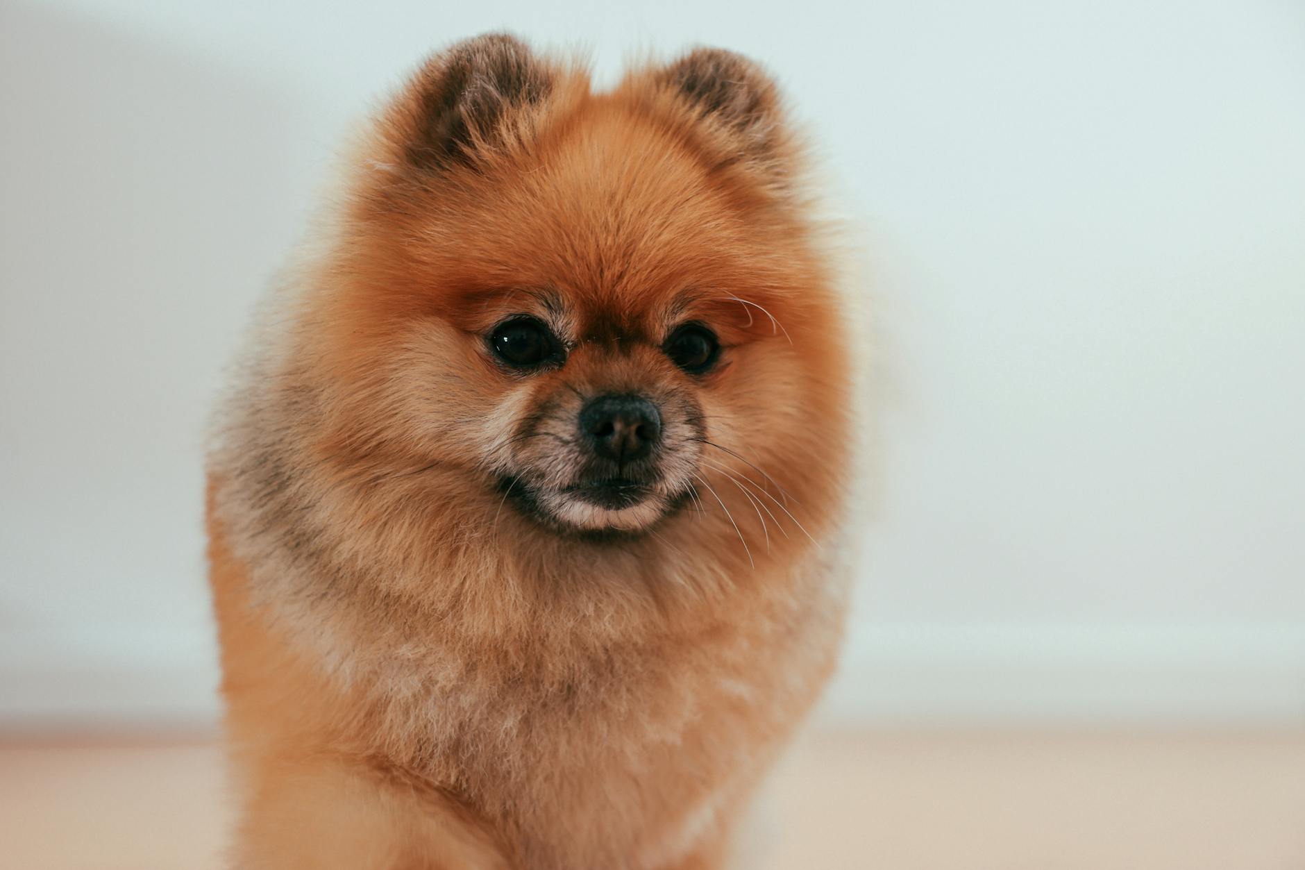 Pomeranian Dog With Teddy Bear Cut