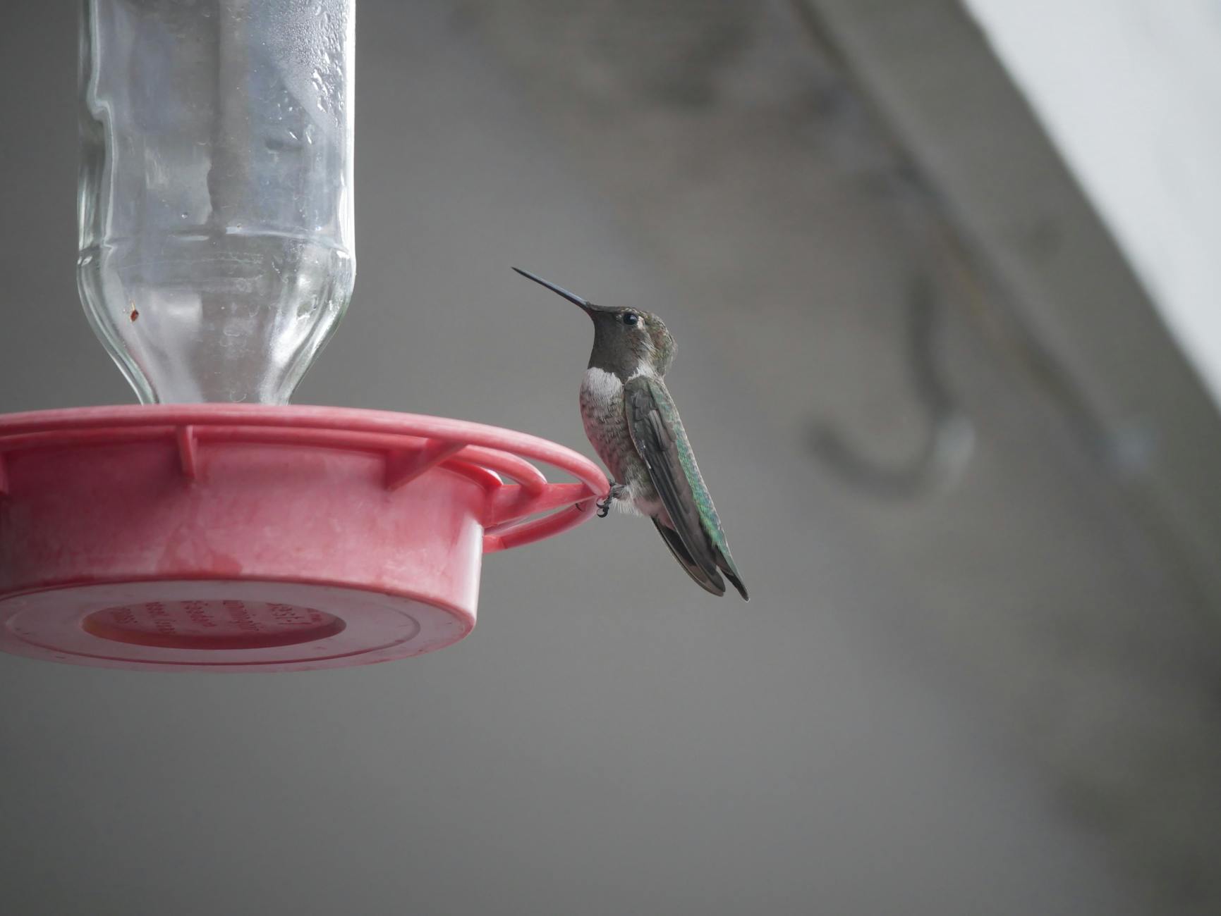 Hummingbird Feeder