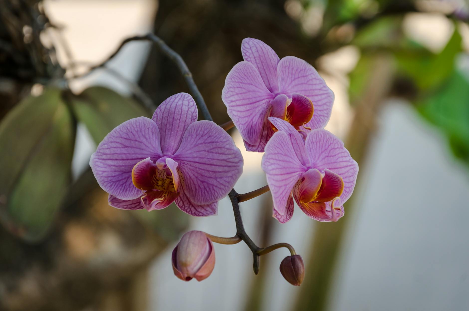 Orchid Flower In A Tropical Garden Setting