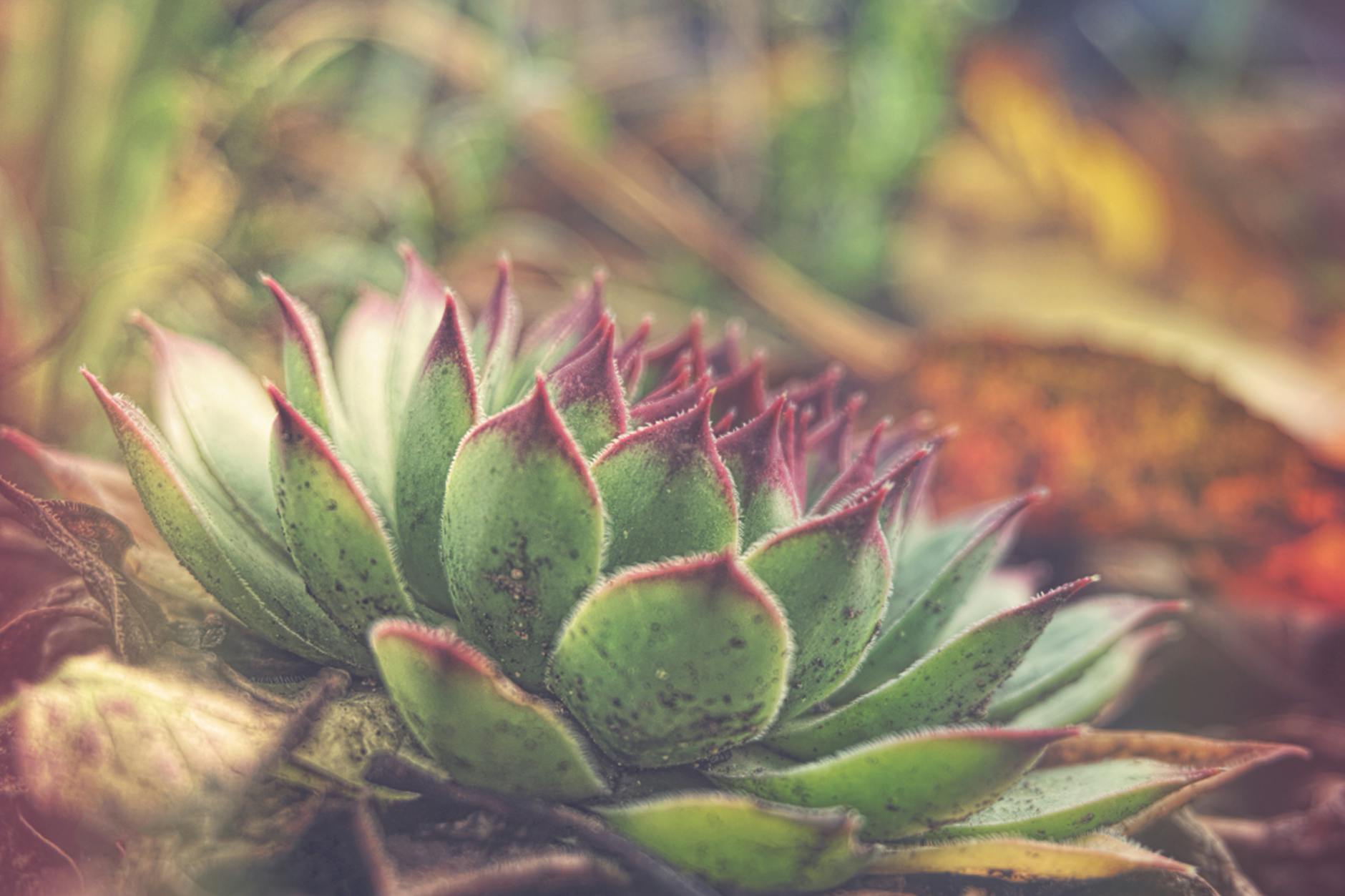 Hens And Chicks Succulents In A Rock Garden With Vibrant Red And Green Coloration