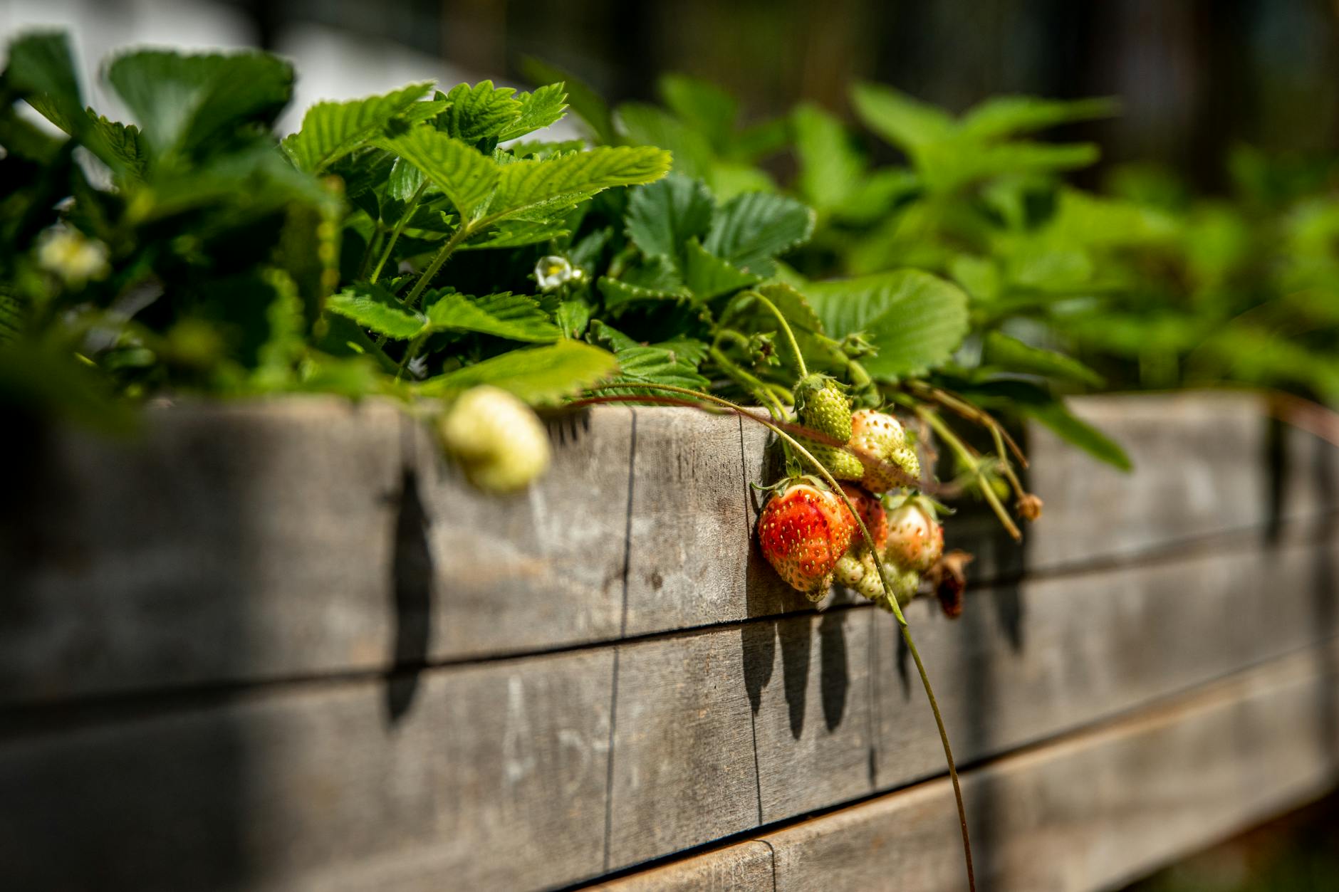 Strawberry Planters