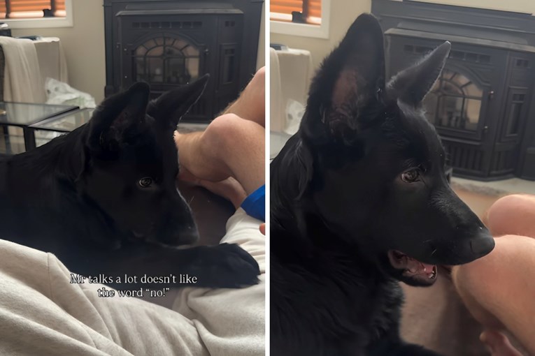 Adorable German Shepherd Puppy Argues with Owners When Told No