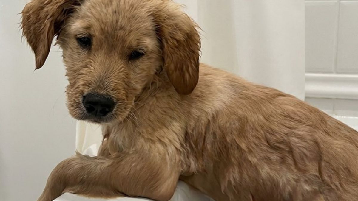 Adorable Golden Retriever Puppy Eagerly Joins Owner in the Bathtub and Captures Hearts Online
