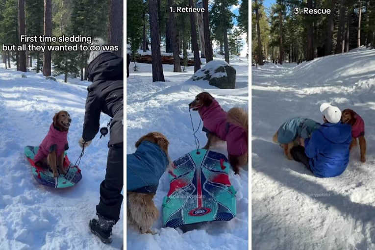 First Sledding Experience for Golden Retrievers Turns Into a Unique Type of Play